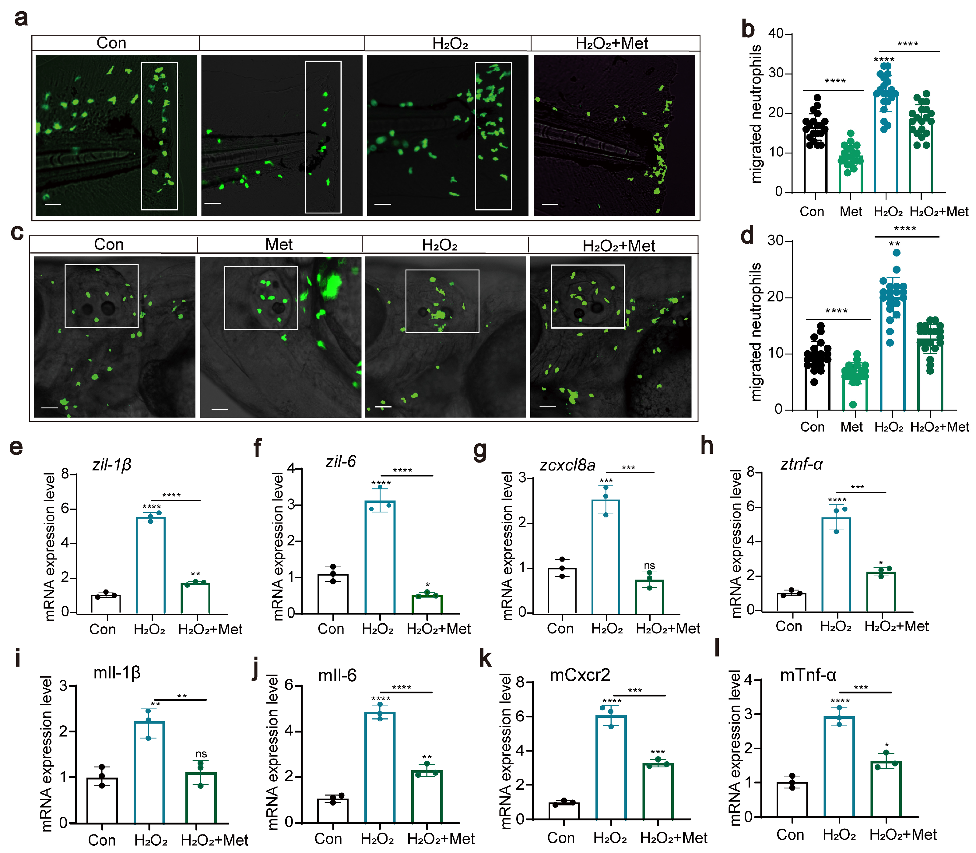 Antioxidants 13 00176 g004