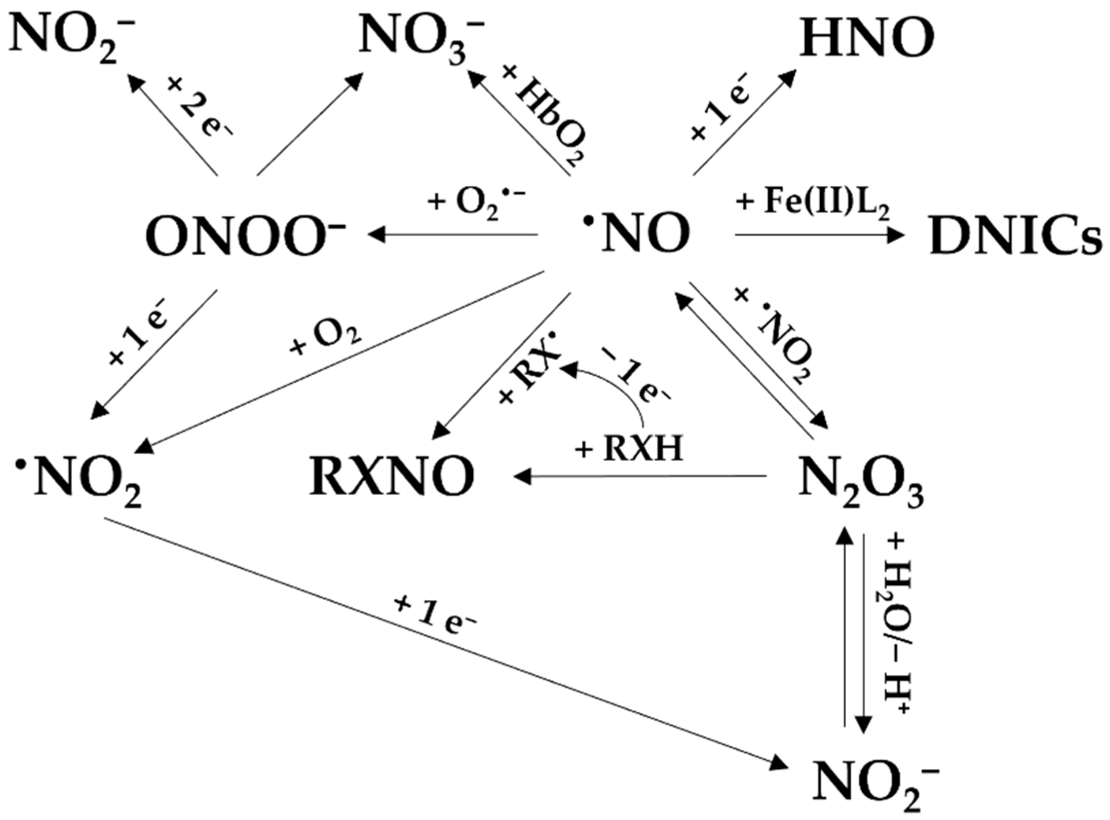 Antioxidants 13 00179 g003