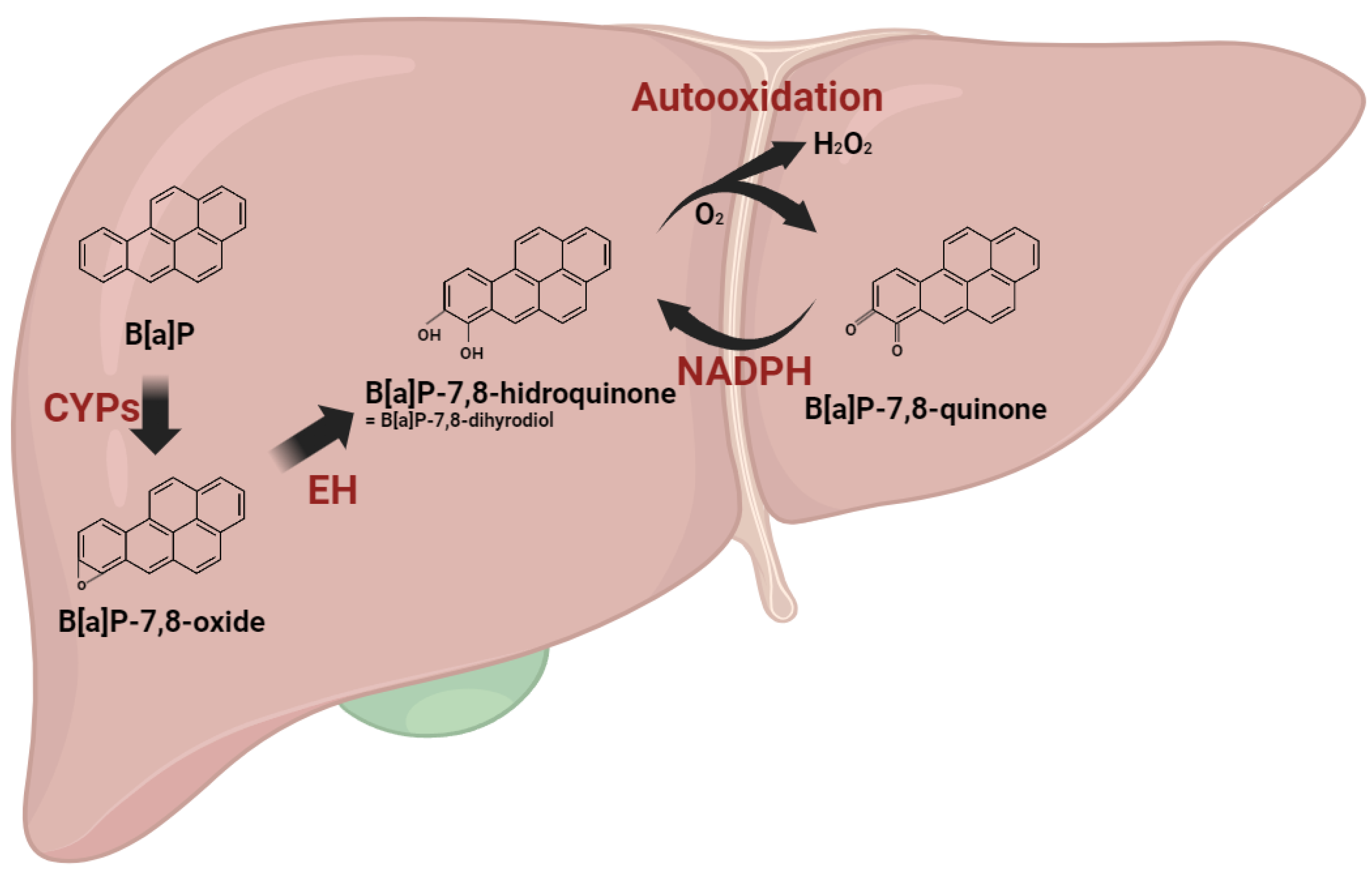 Antioxidants 13 00180 g001