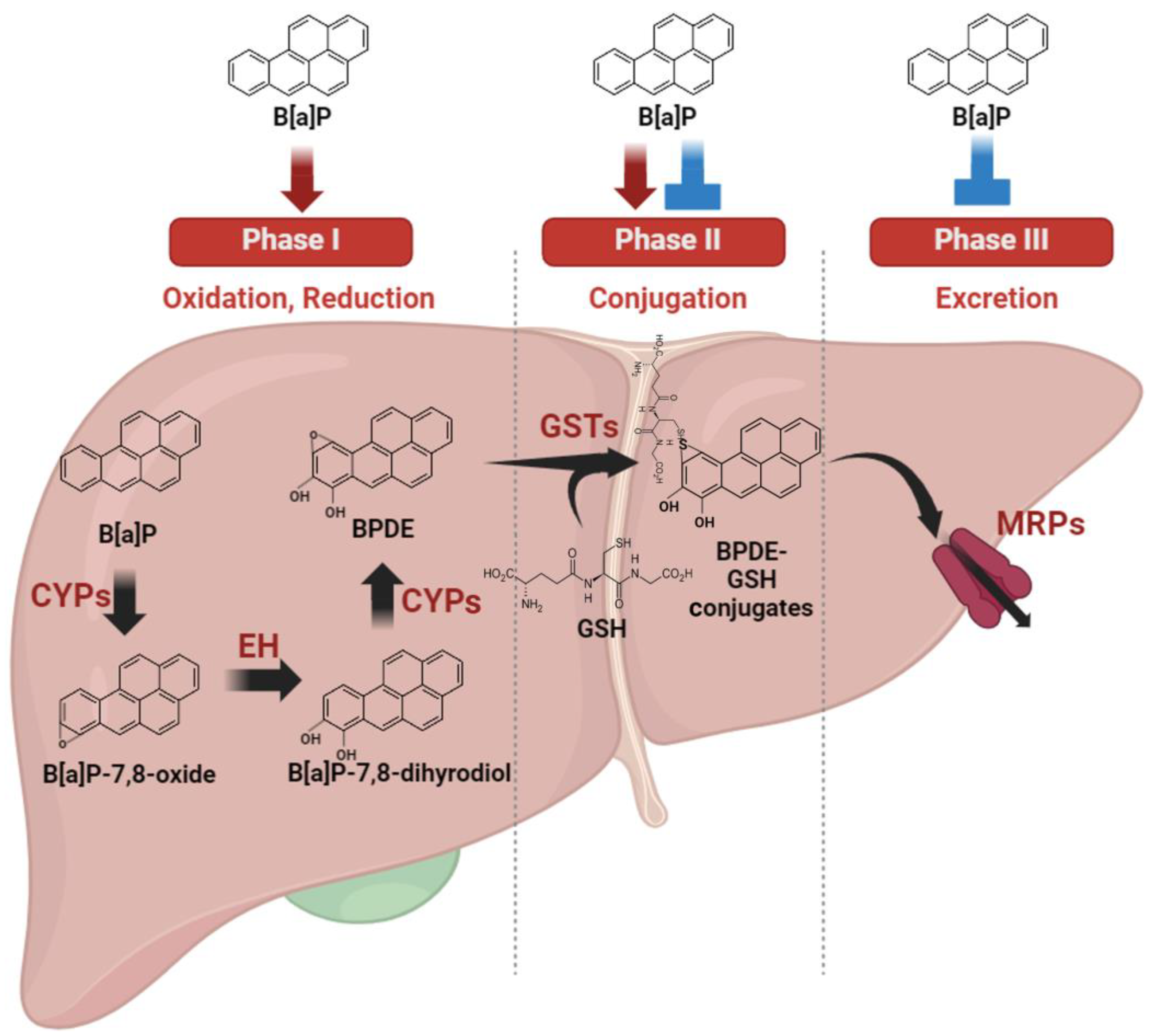 Antioxidants 13 00180 g002