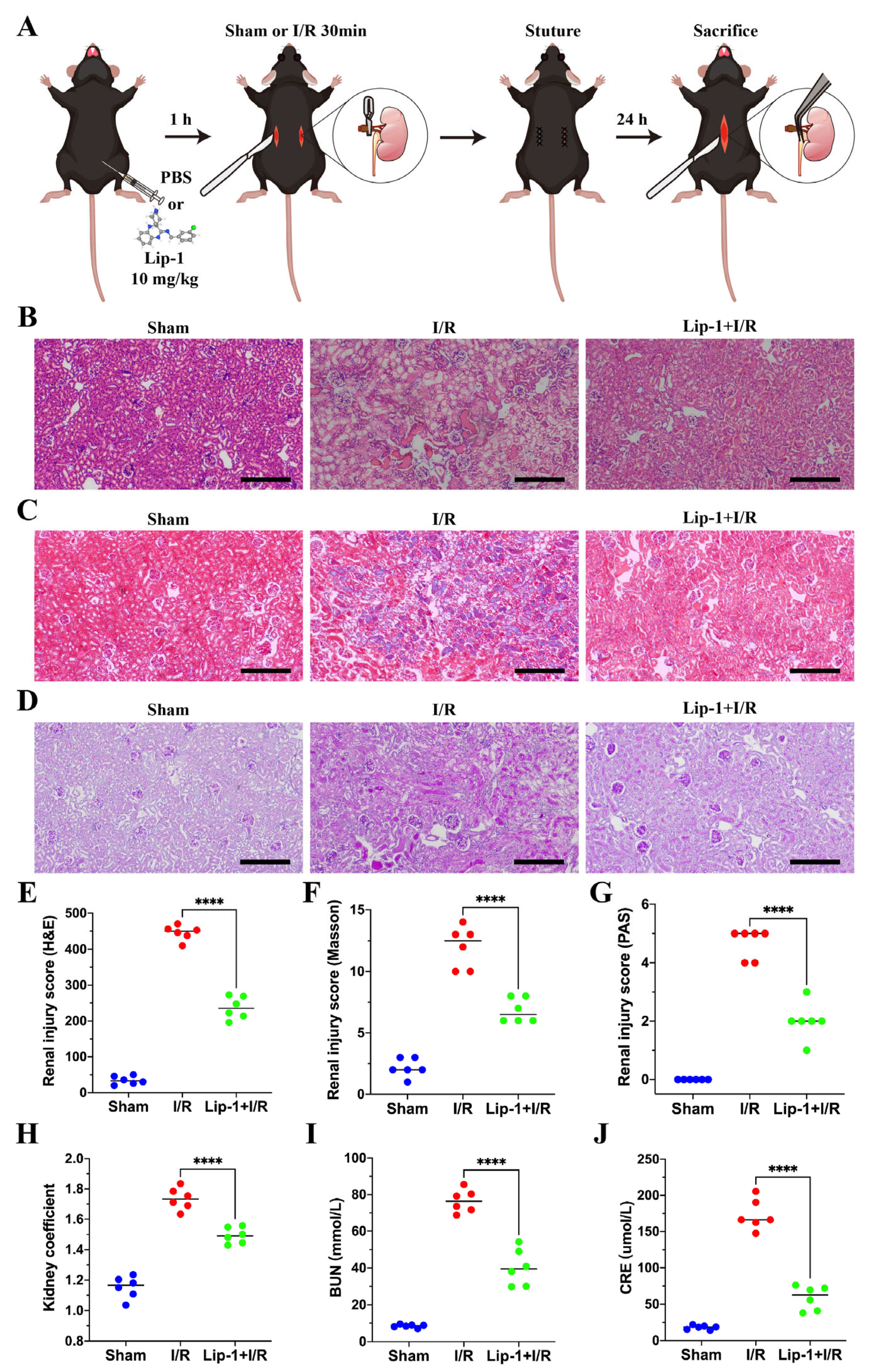 Antioxidants 13 00182 g001