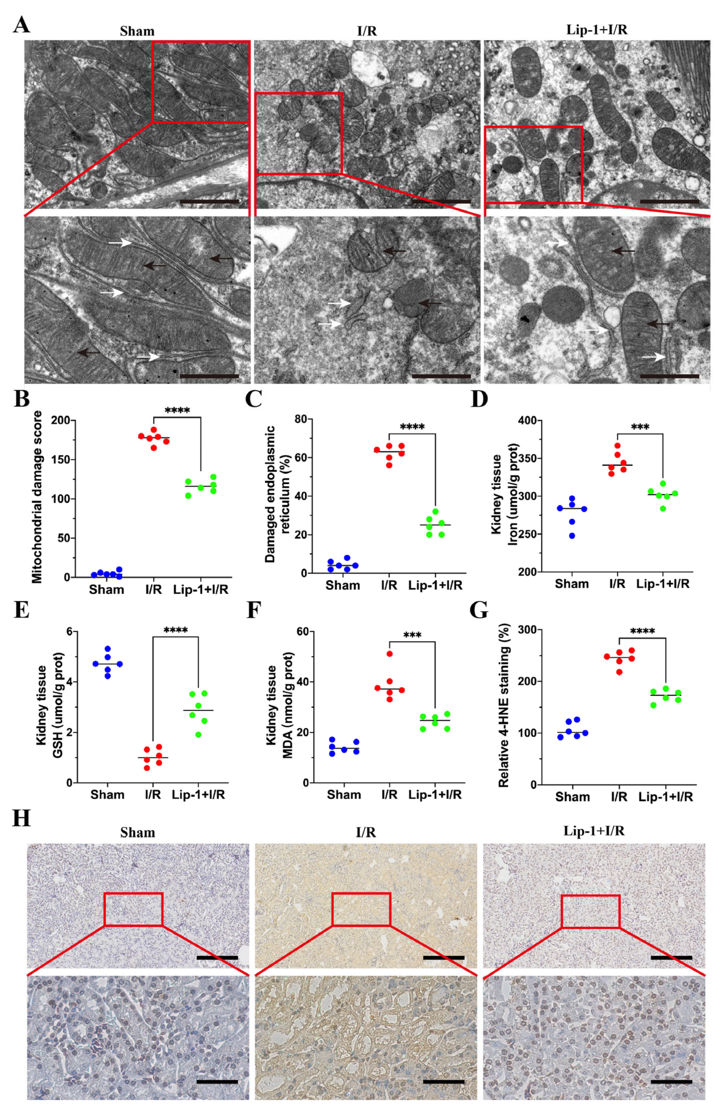 Antioxidants 13 00182 g002