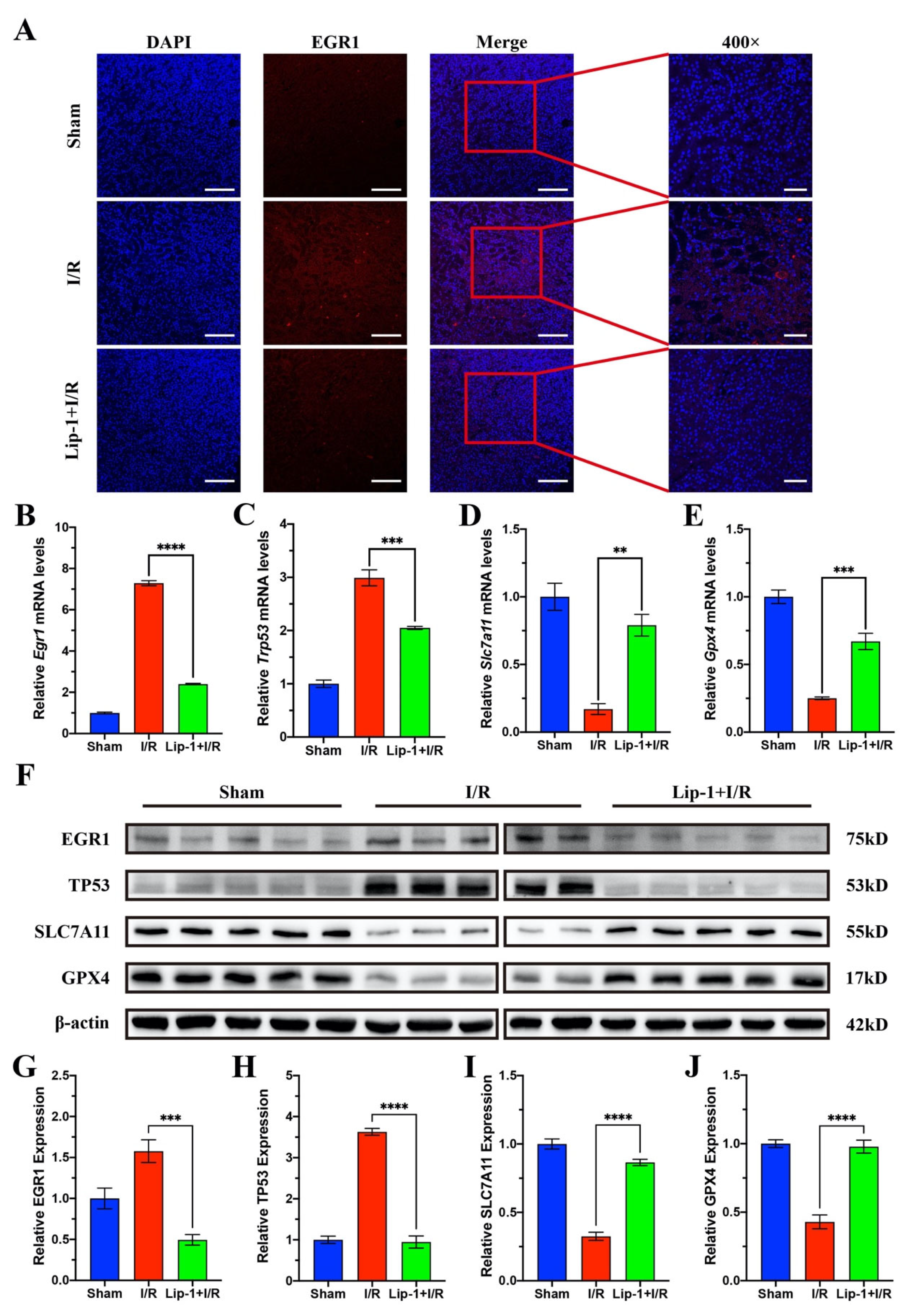 Antioxidants 13 00182 g004