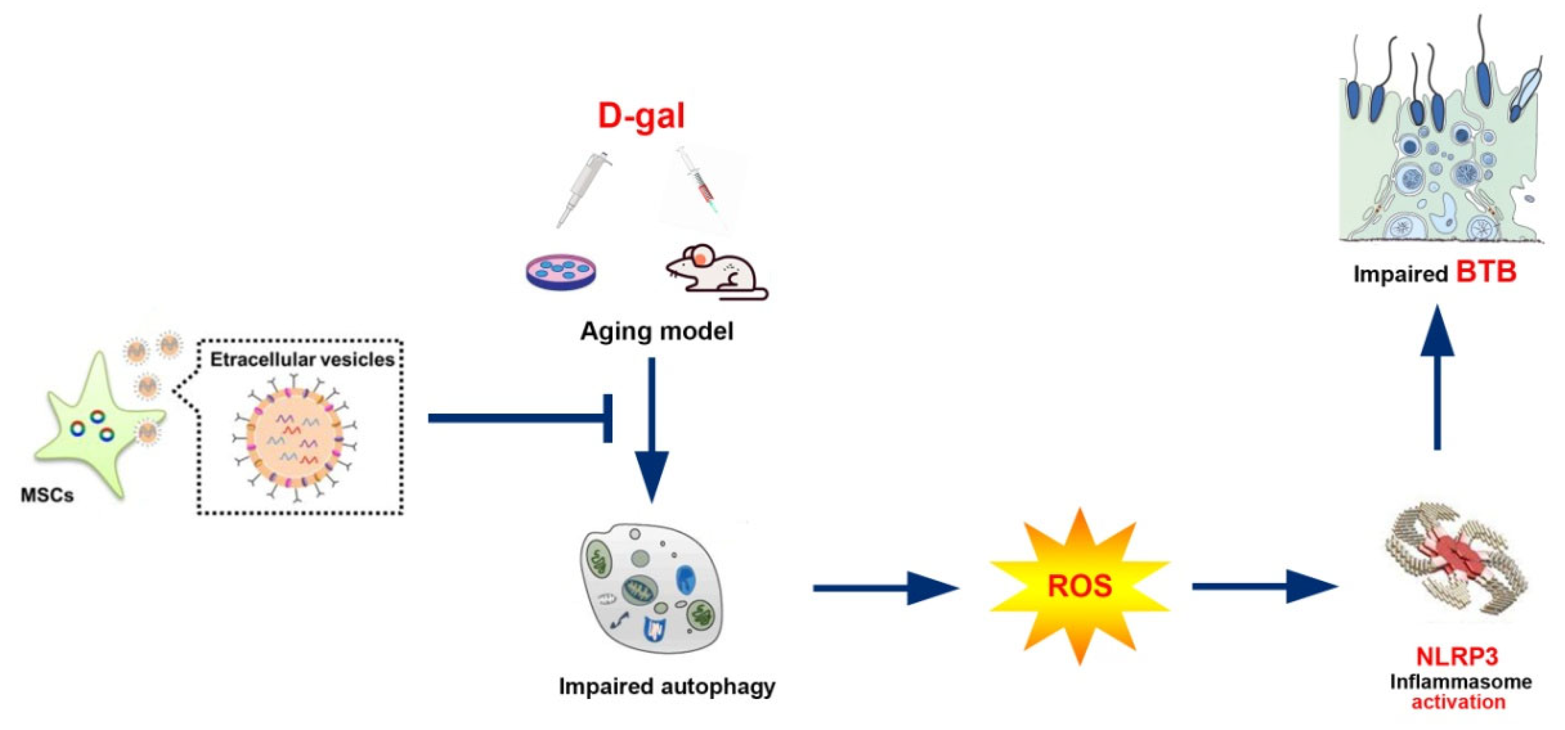 Antioxidants 13 00183 g007