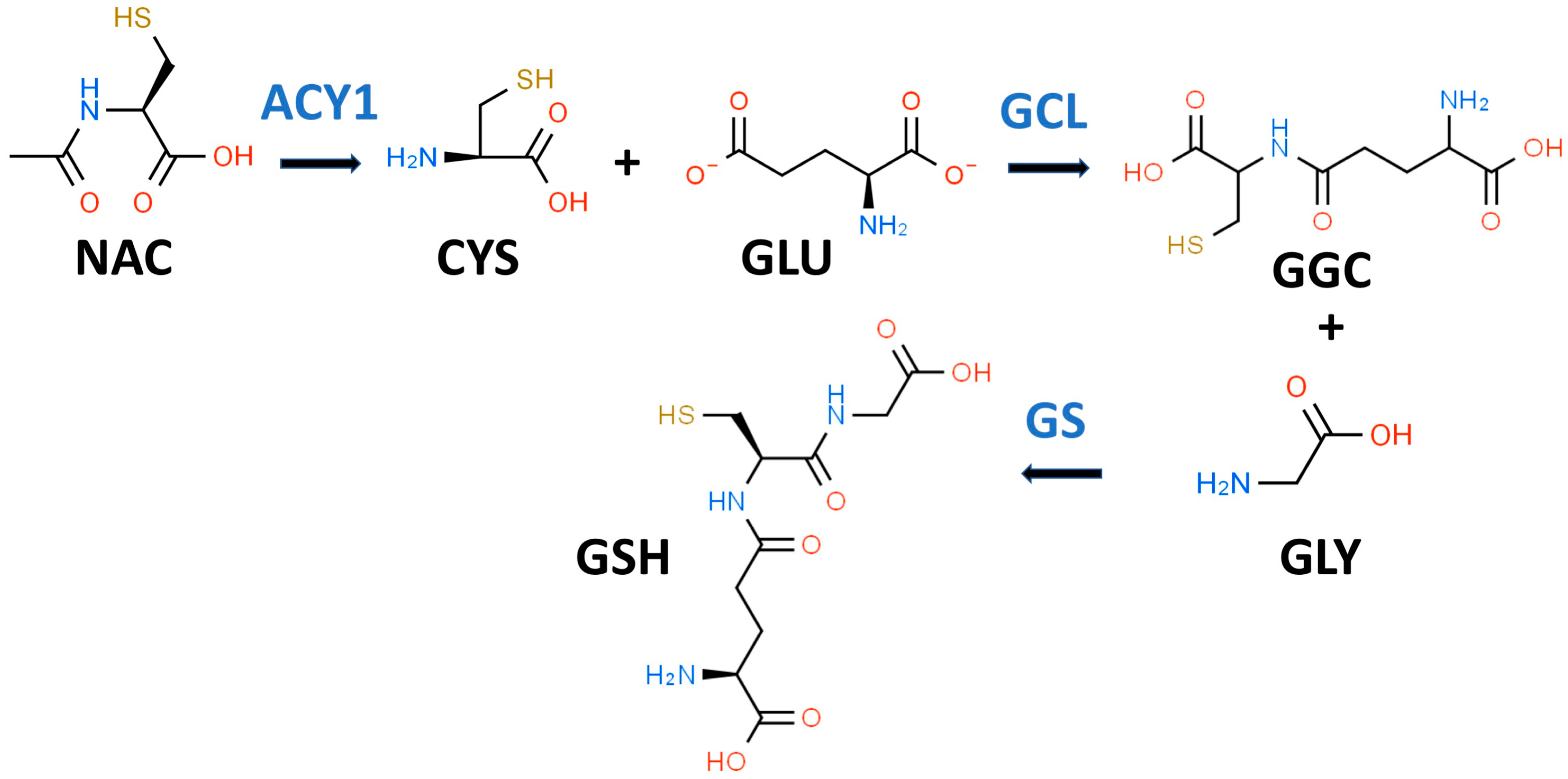 Antioxidants 13 00184 g001