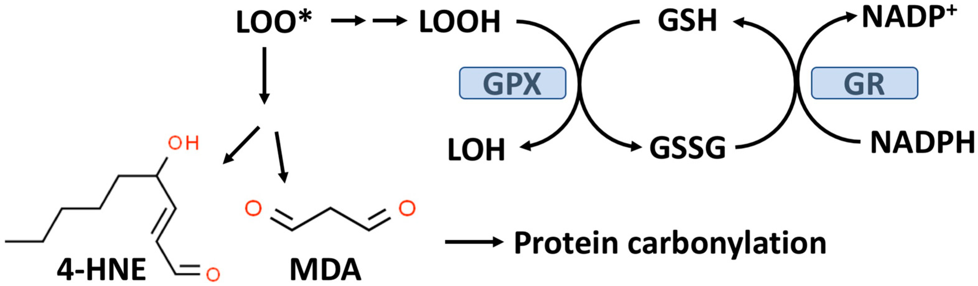 Antioxidants 13 00184 g002