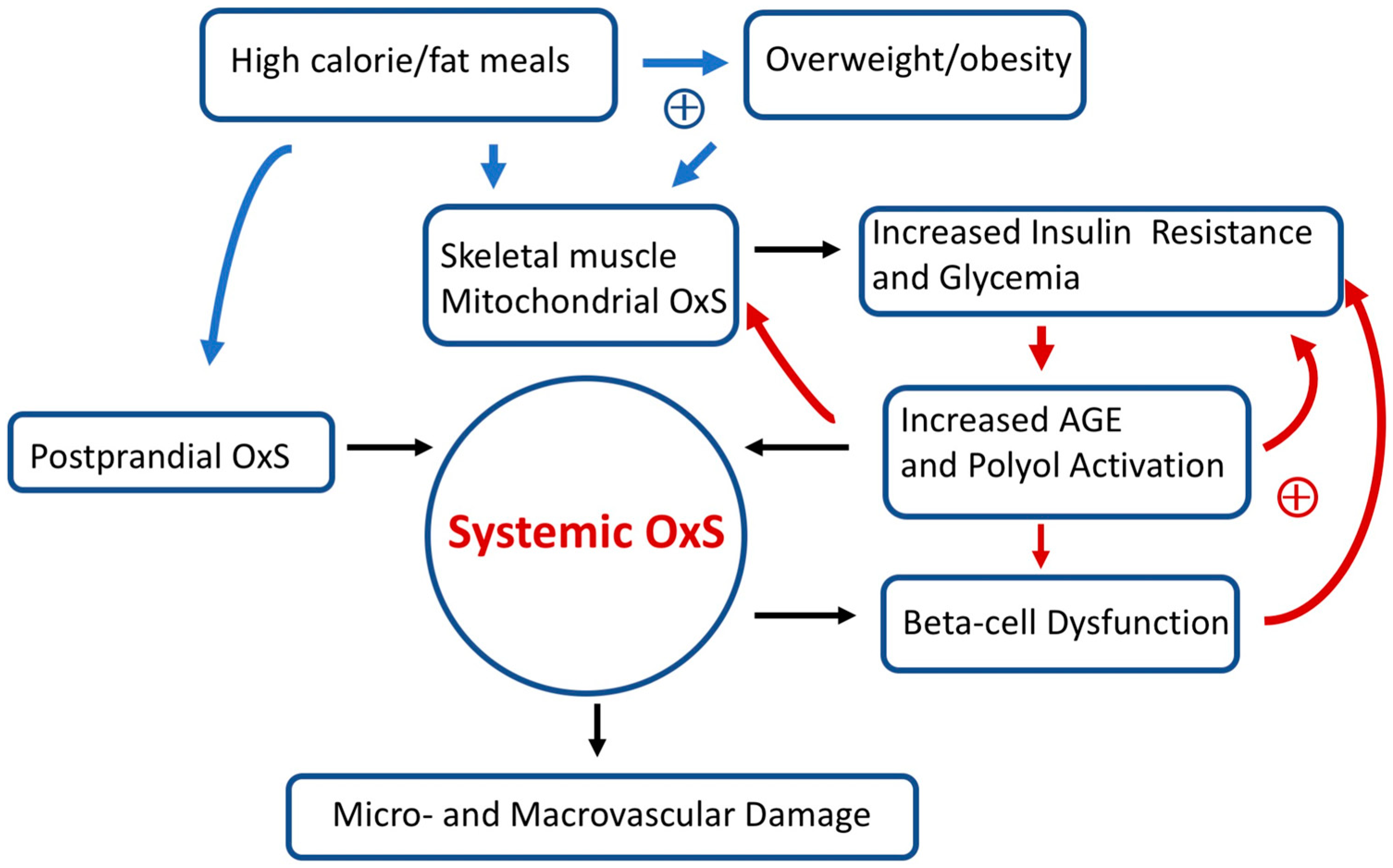 Antioxidants 13 00184 g003