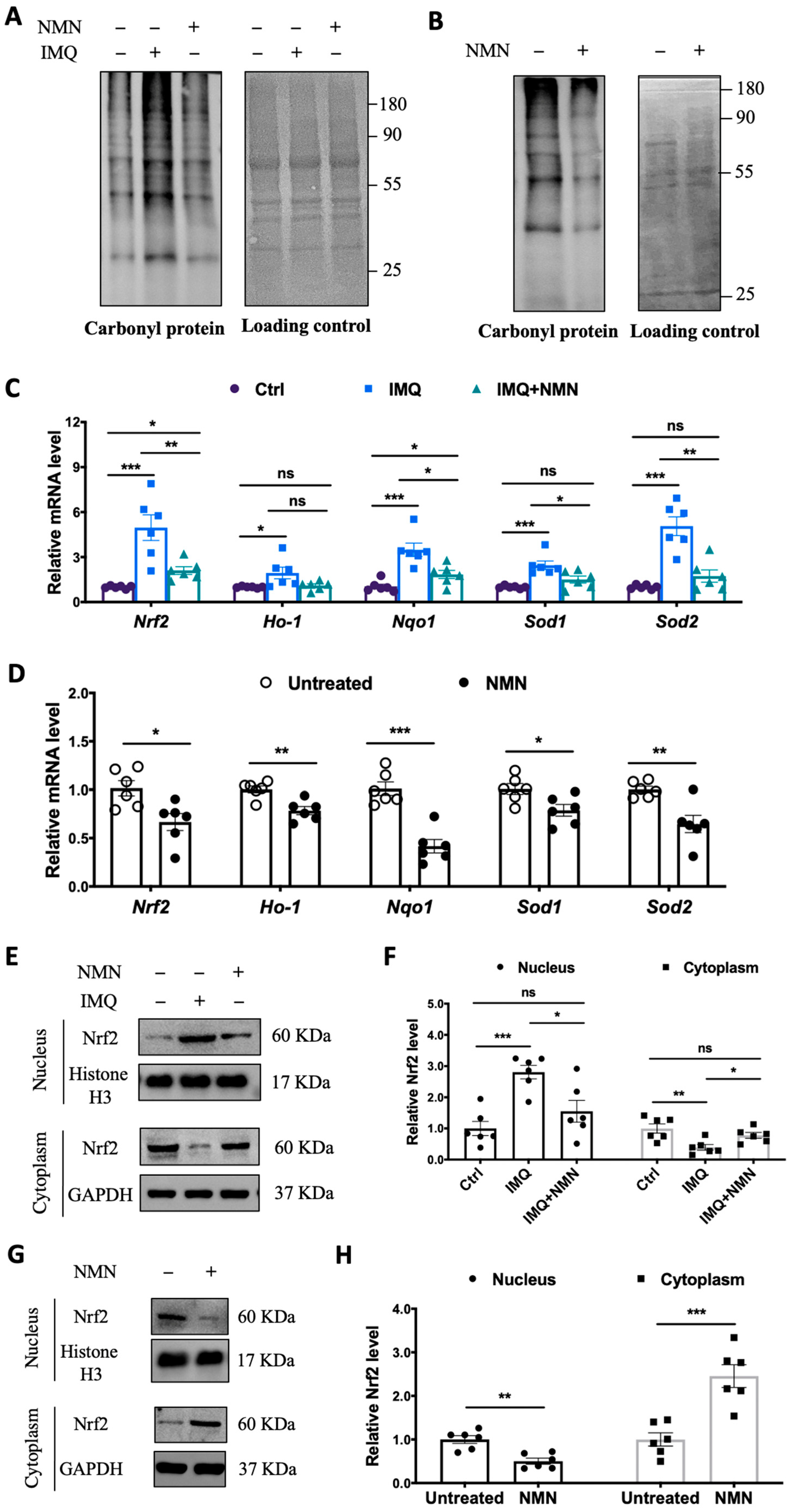 Antioxidants 13 00186 g005