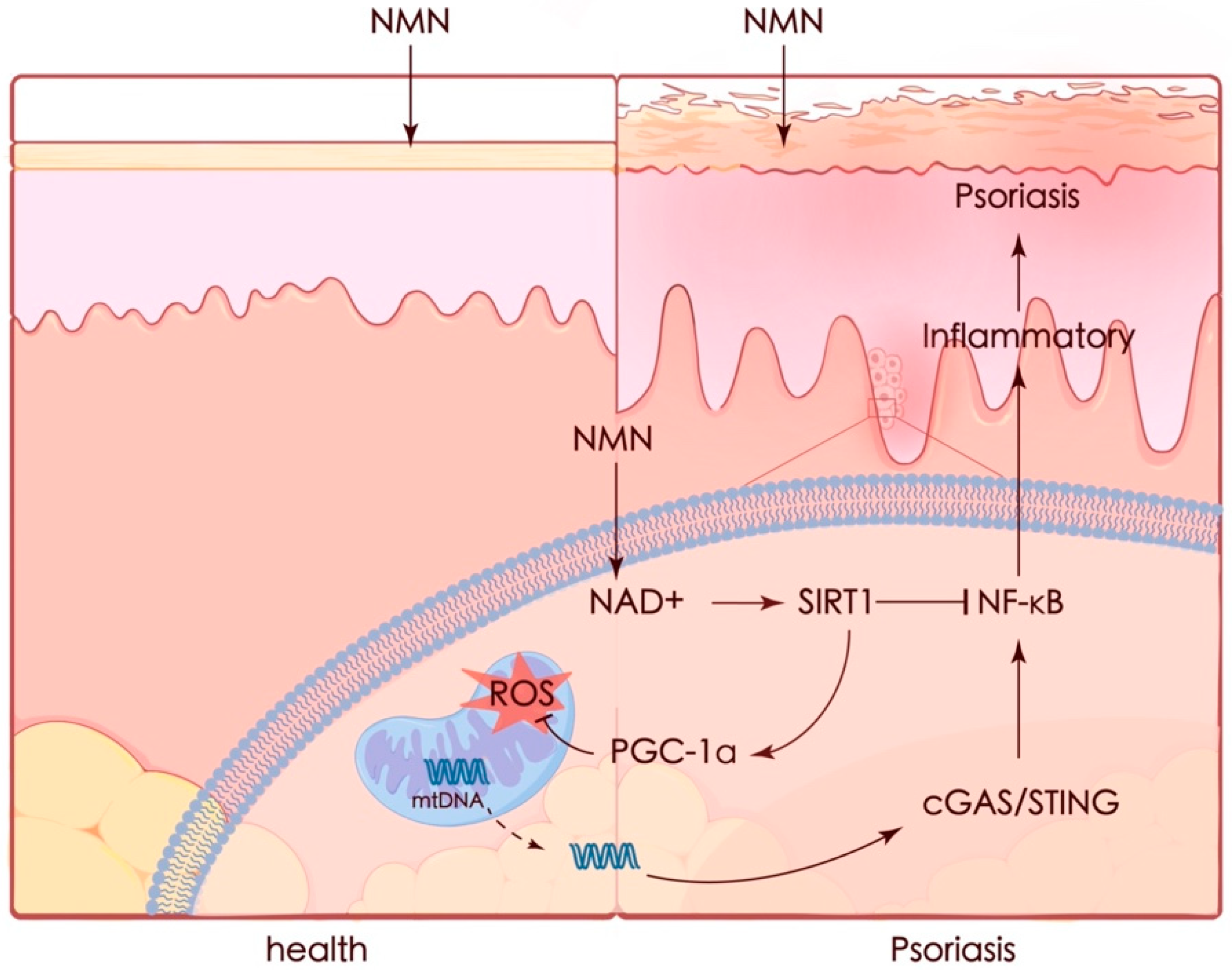 Antioxidants 13 00186 g009