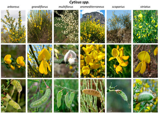 Antioxidants 13 00192 g001