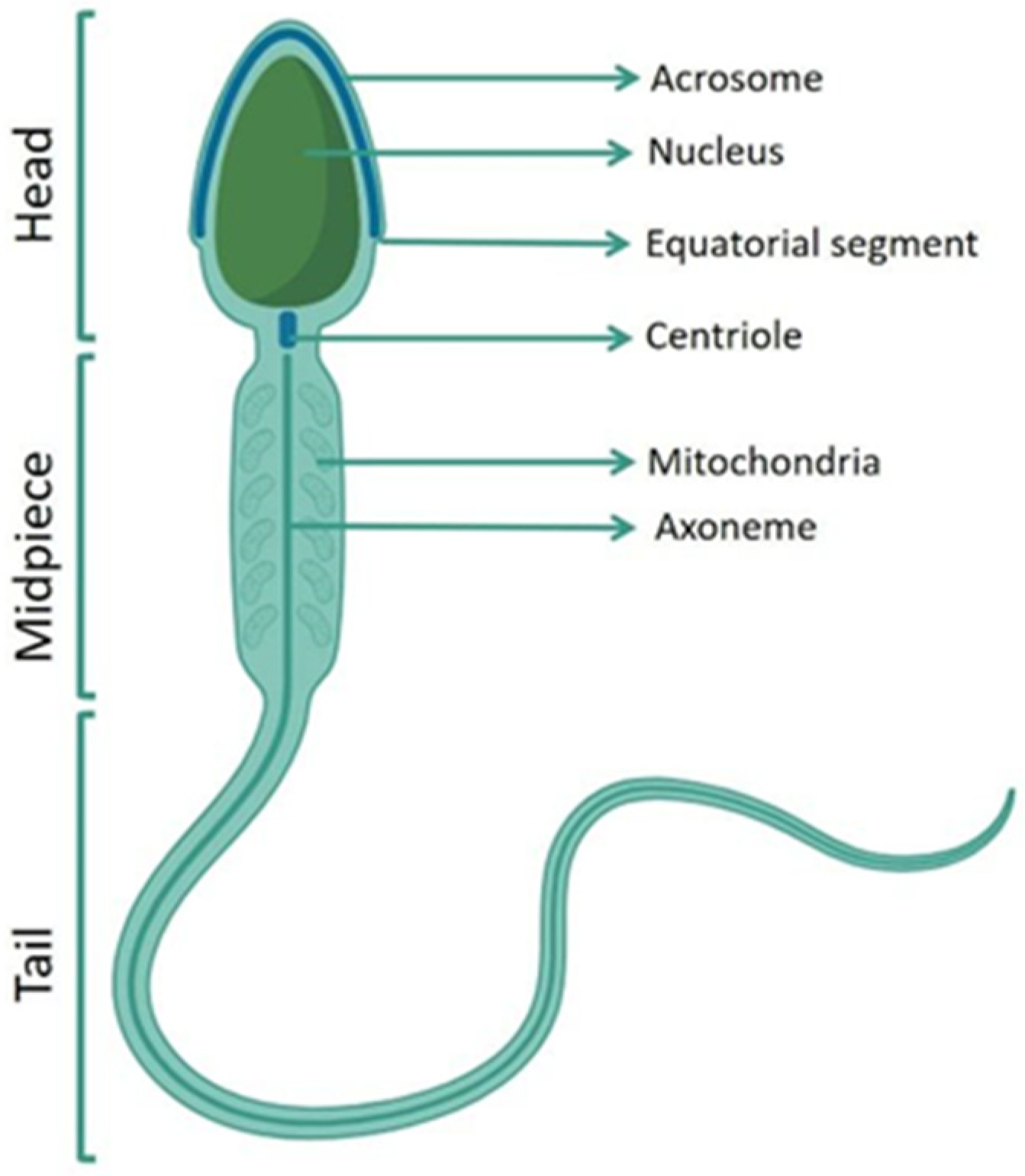 Antioxidants 13 00193 g001