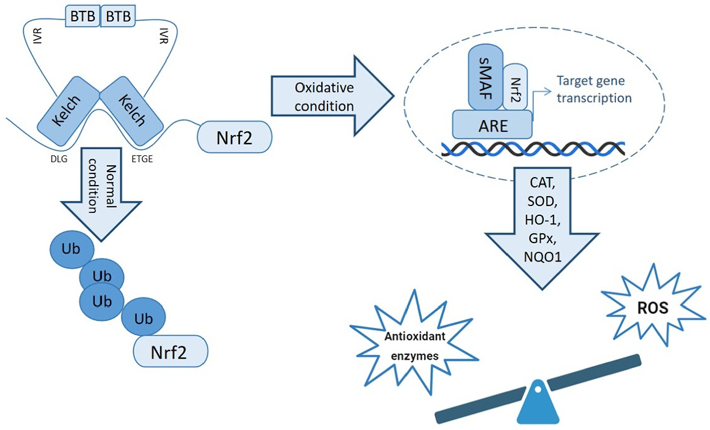 Antioxidants 13 00193 g003