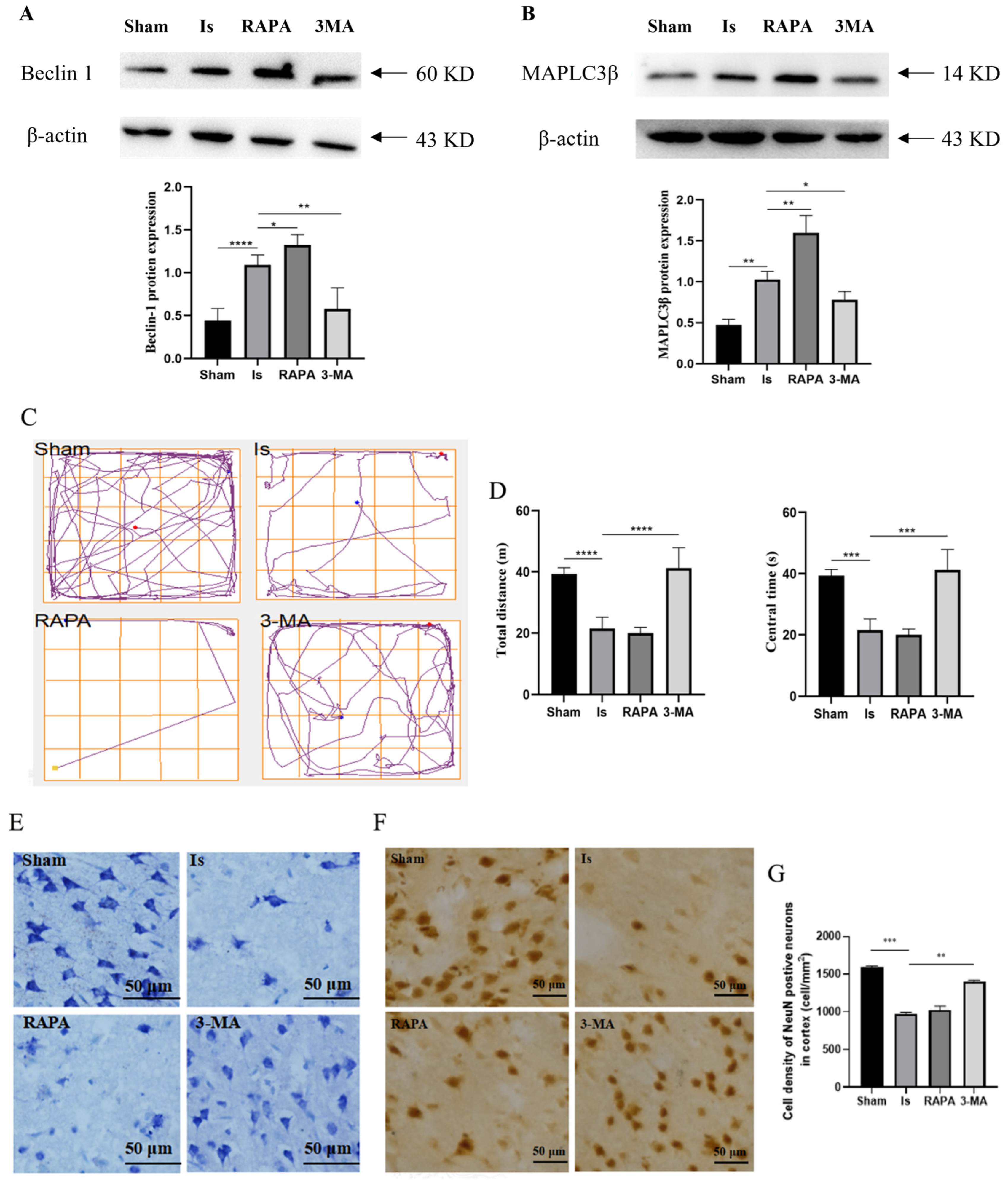 Antioxidants 13 00194 g003