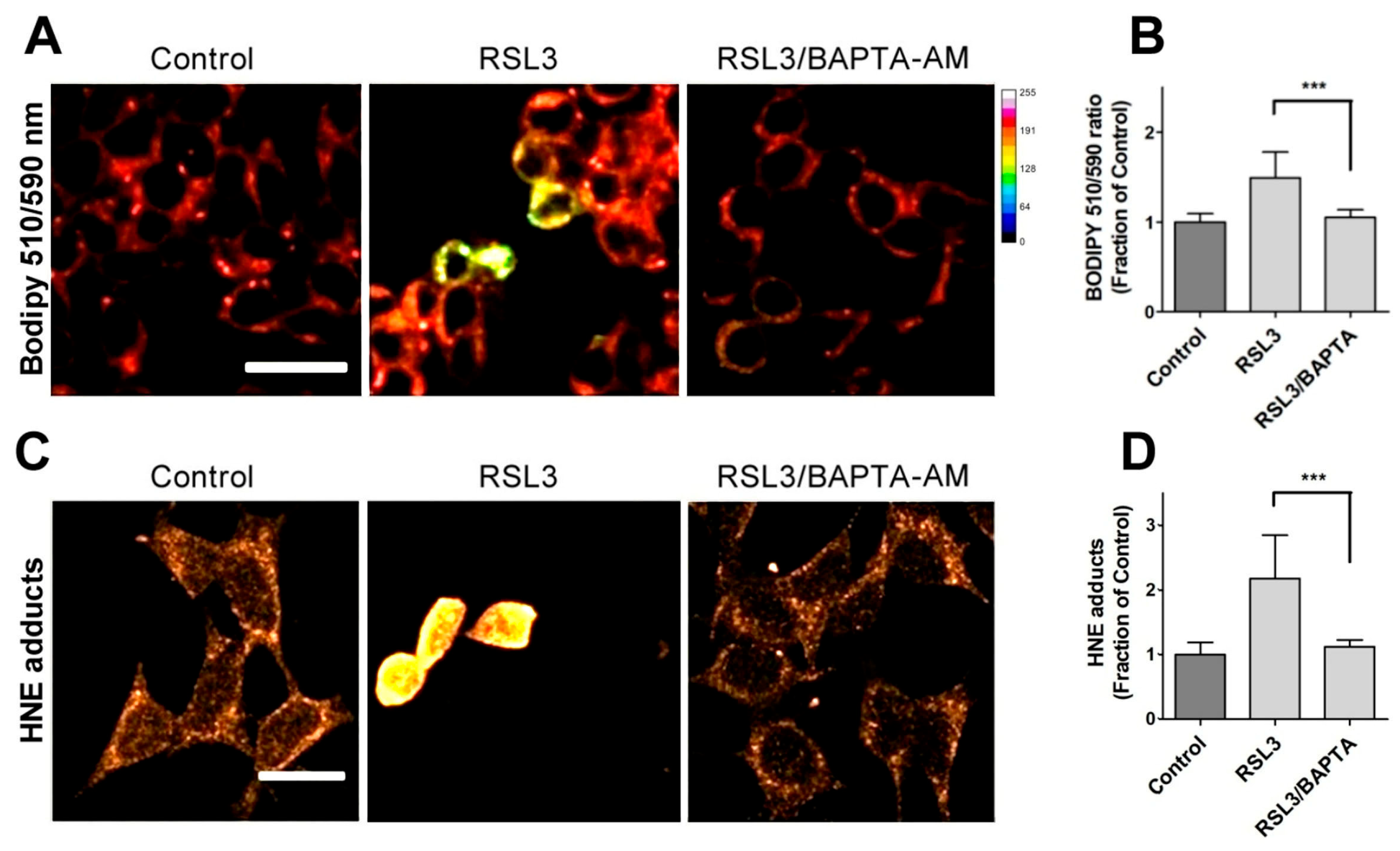 Antioxidants 13 00196 g006