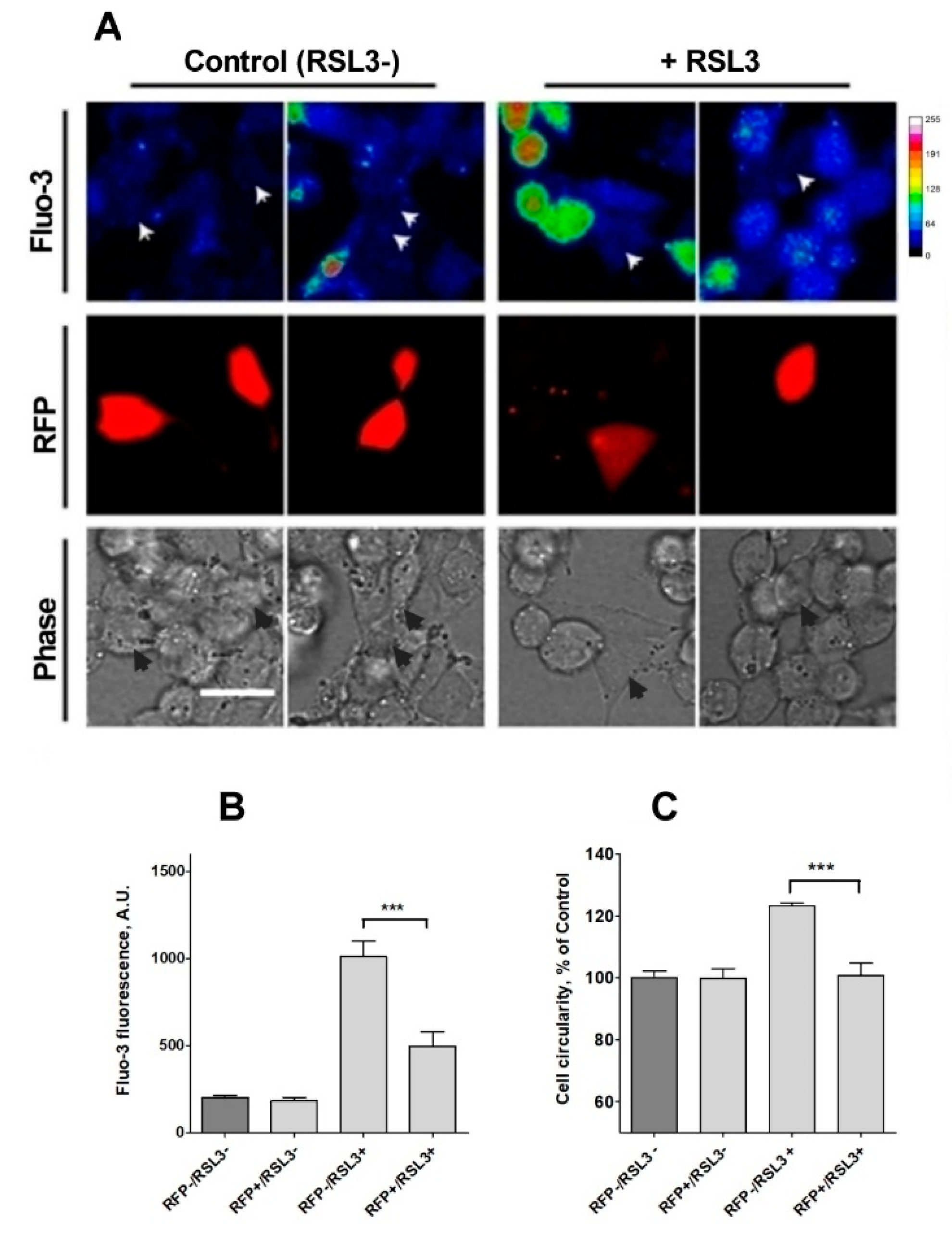 Antioxidants 13 00196 g009