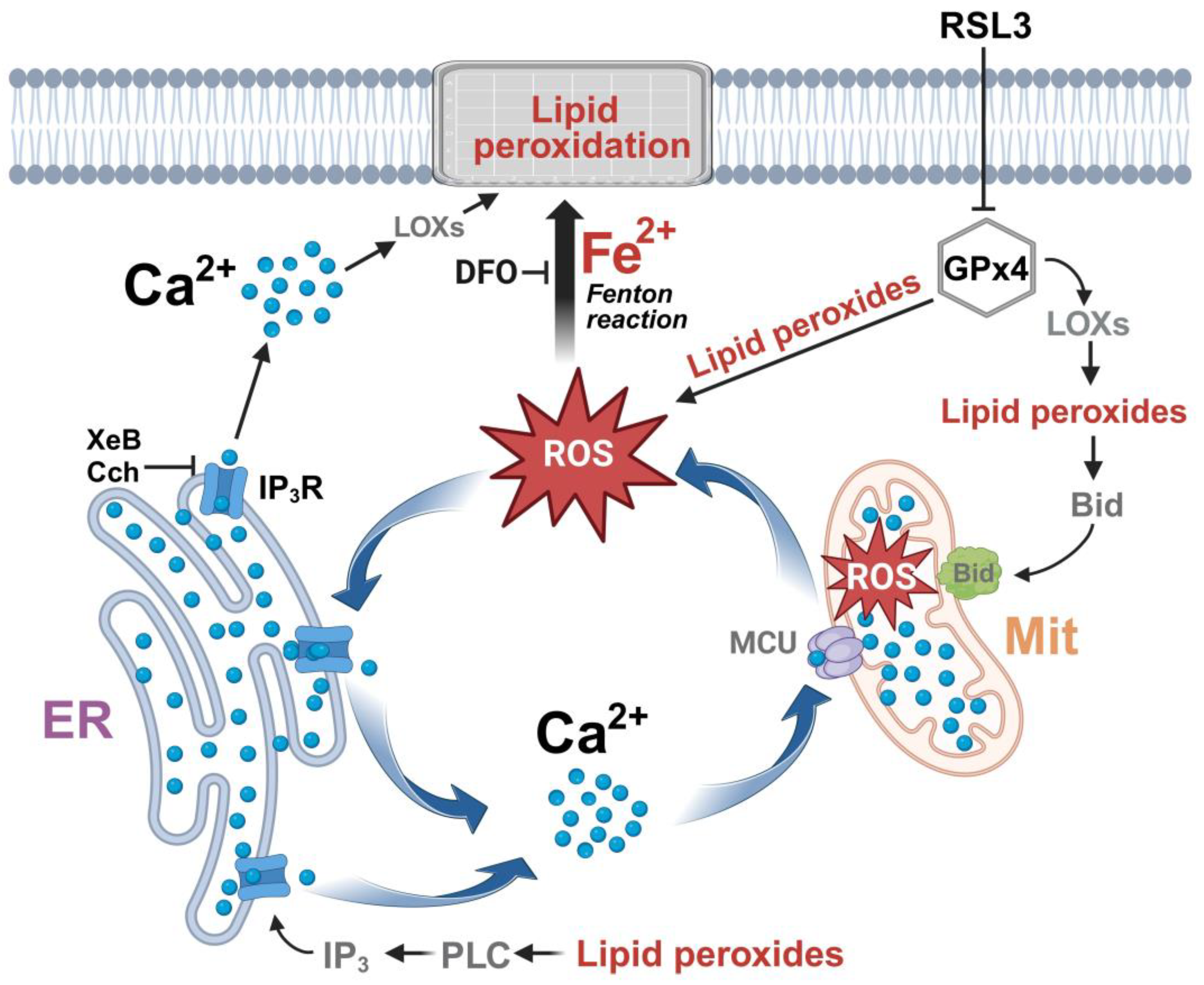 Antioxidants 13 00196 g011