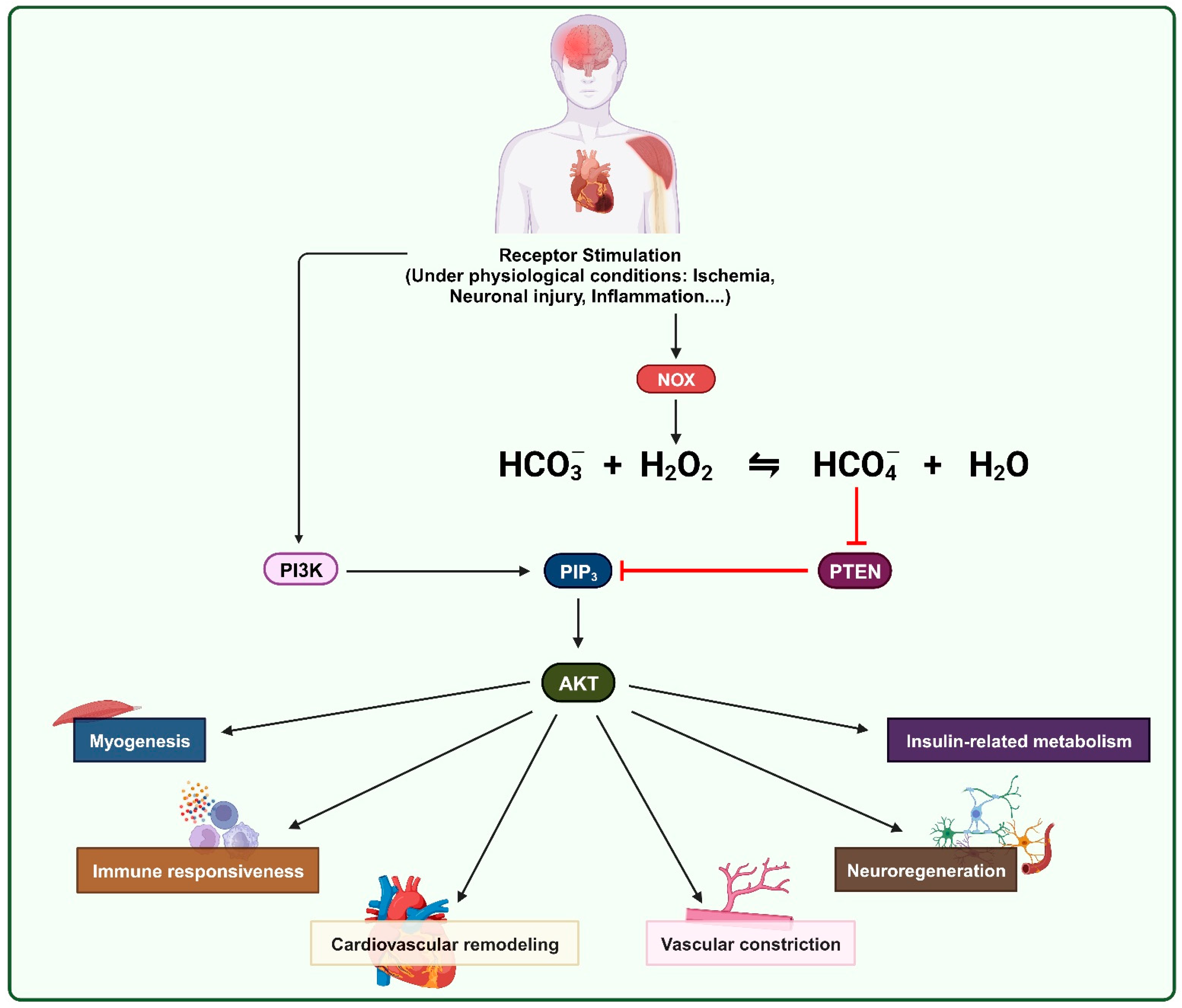 Antioxidants 13 00199 g005