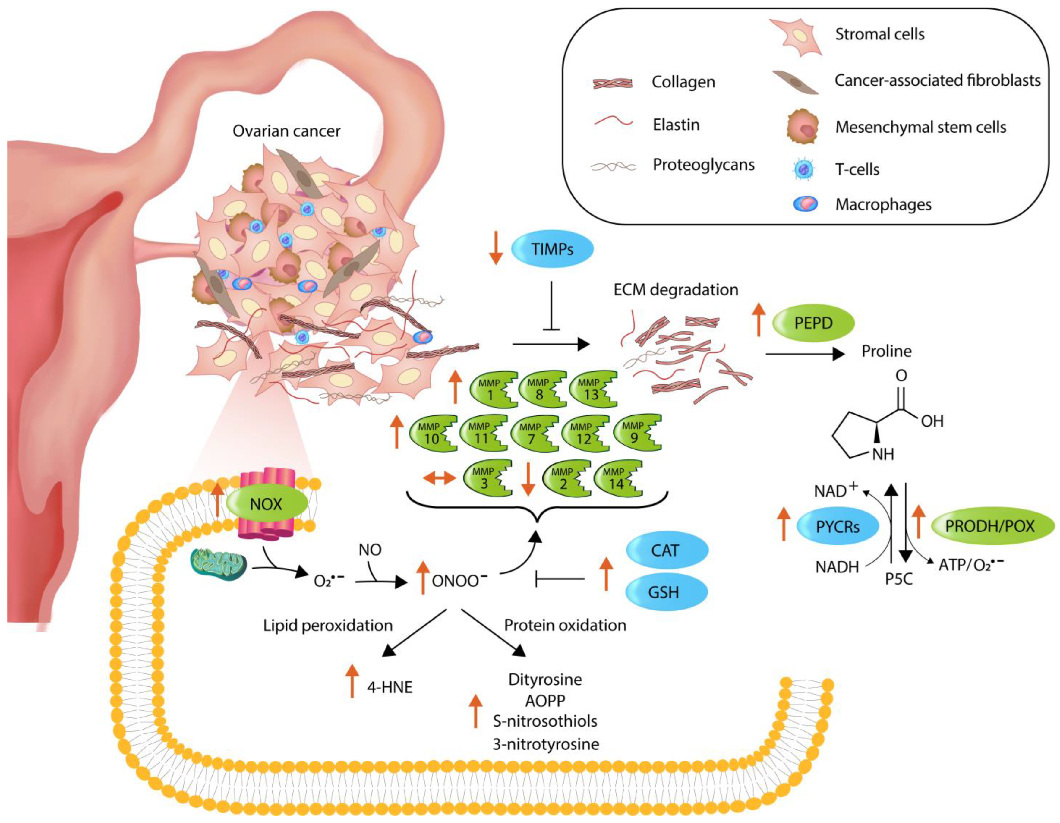 Antioxidants 13 00200 g018