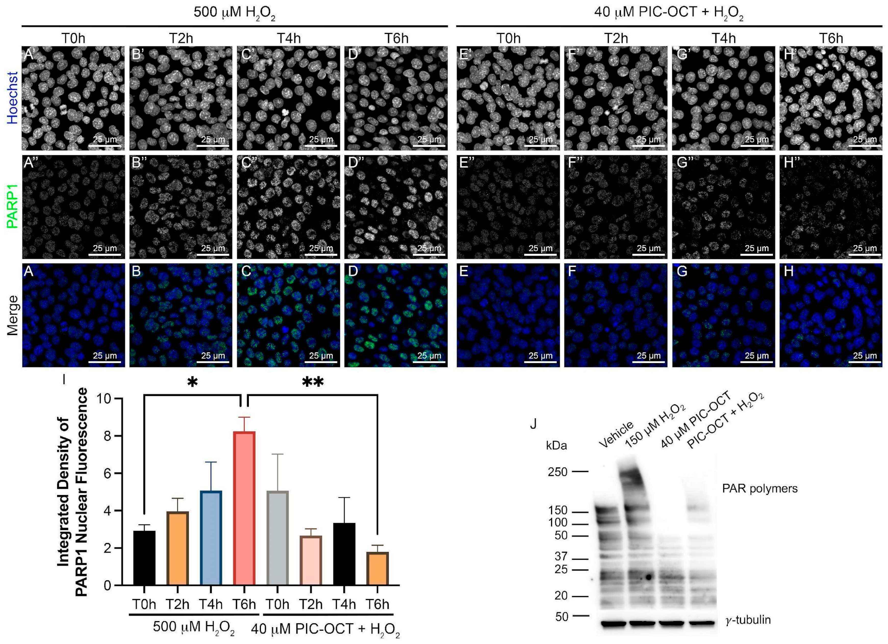 Antioxidants 13 00201 g006