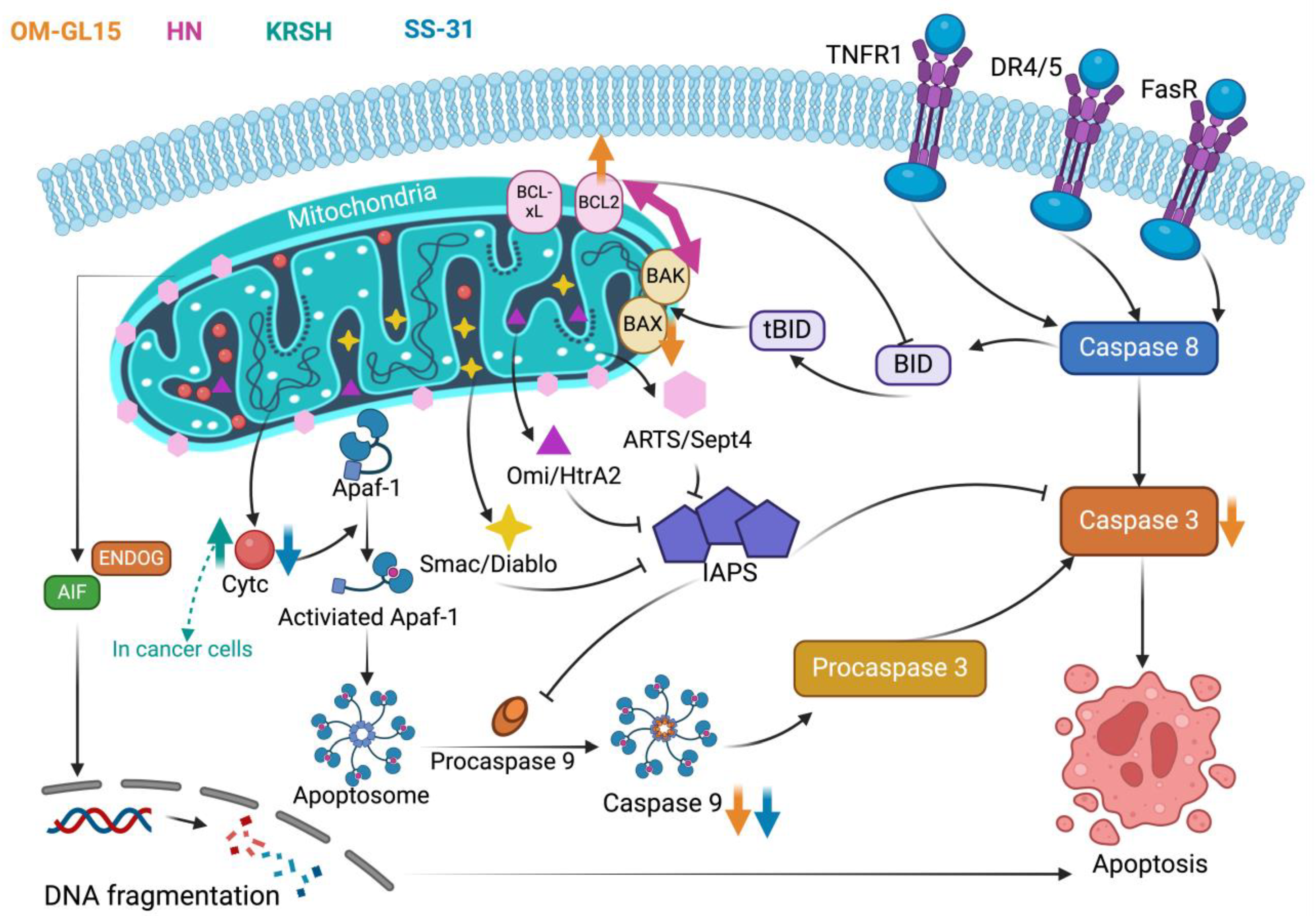 Antioxidants 13 00203 g002