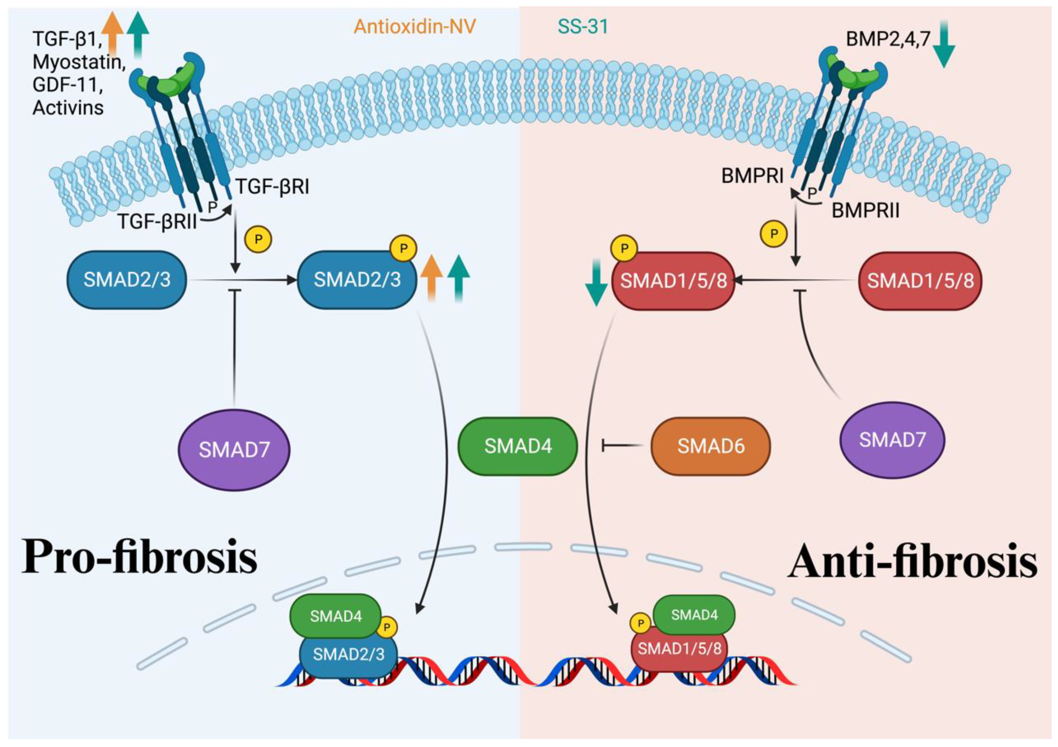 Antioxidants 13 00203 g003