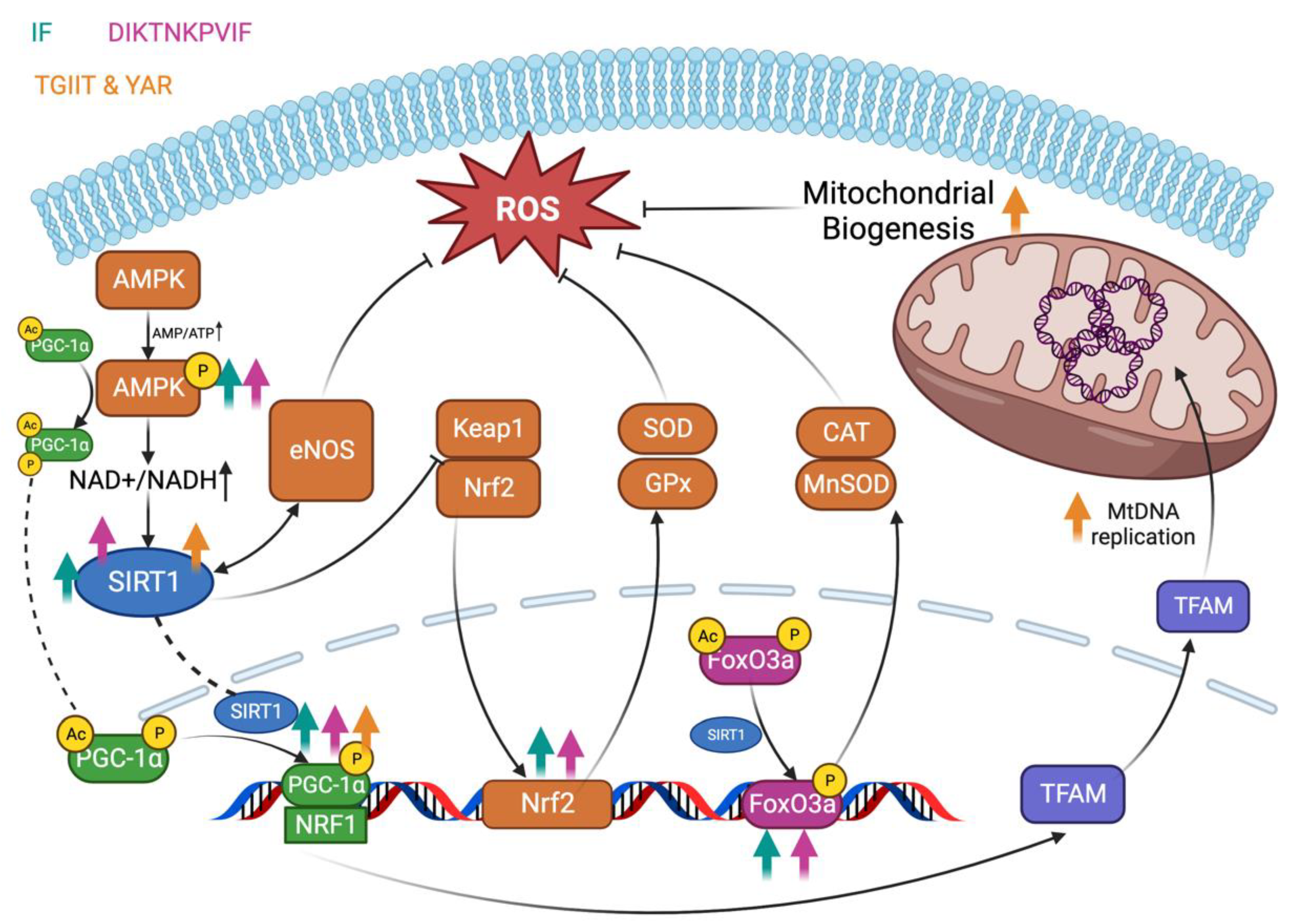 Antioxidants 13 00203 g004