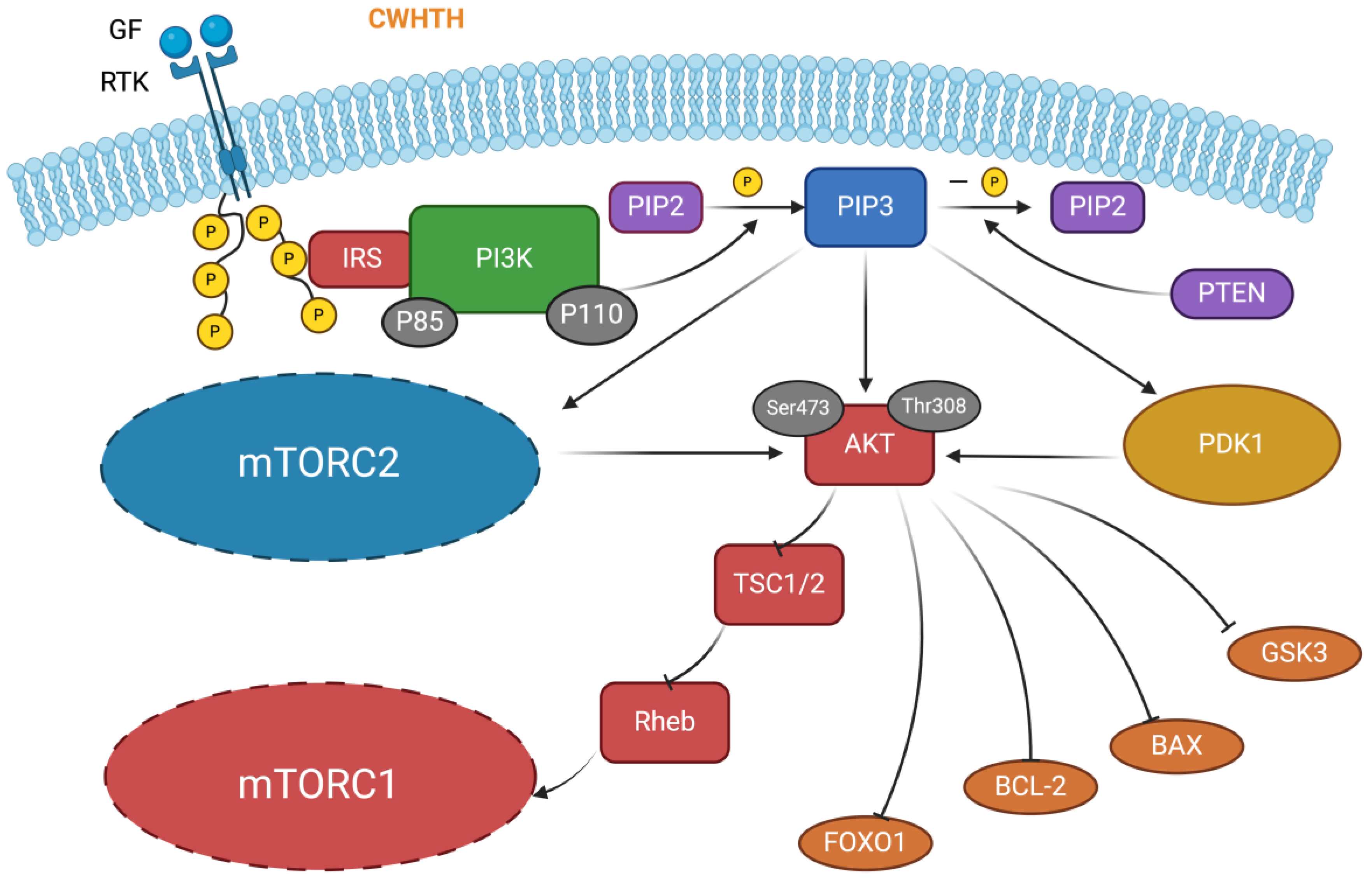 Antioxidants 13 00203 g005