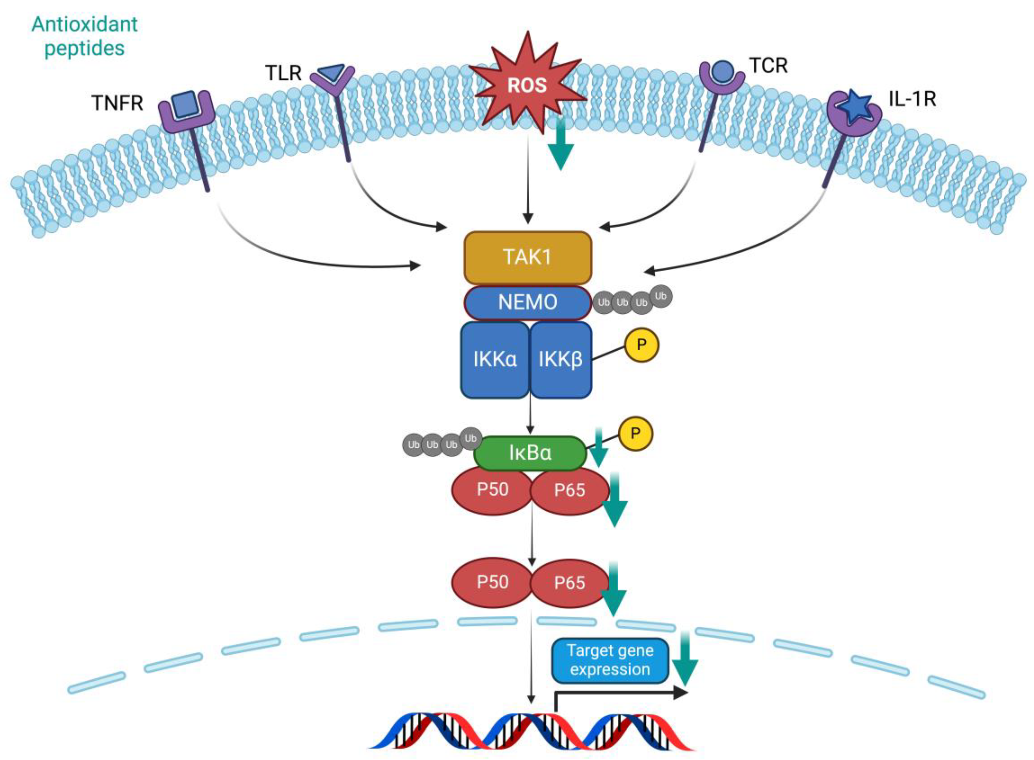 Antioxidants 13 00203 g006