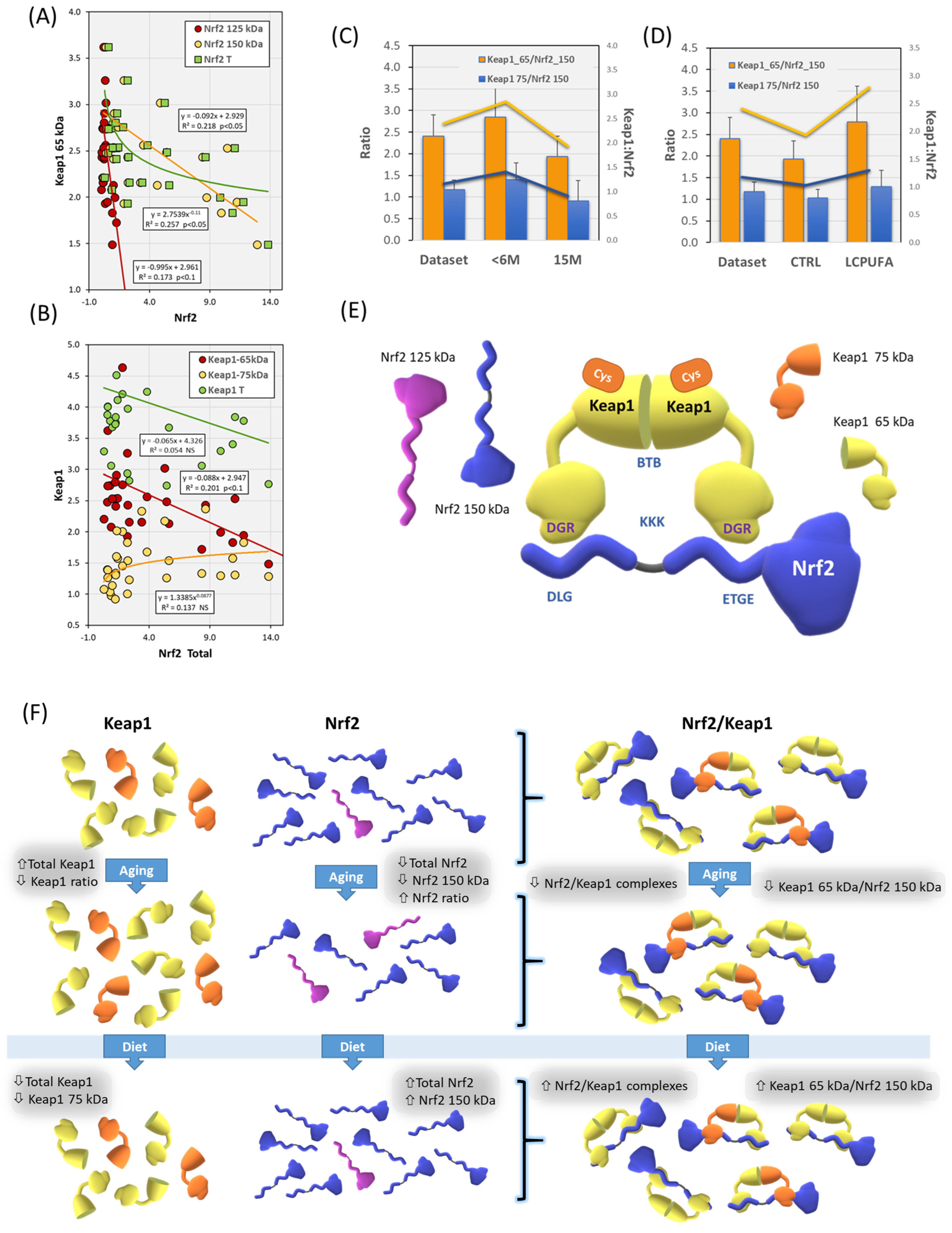 Antioxidants 13 00206 g003