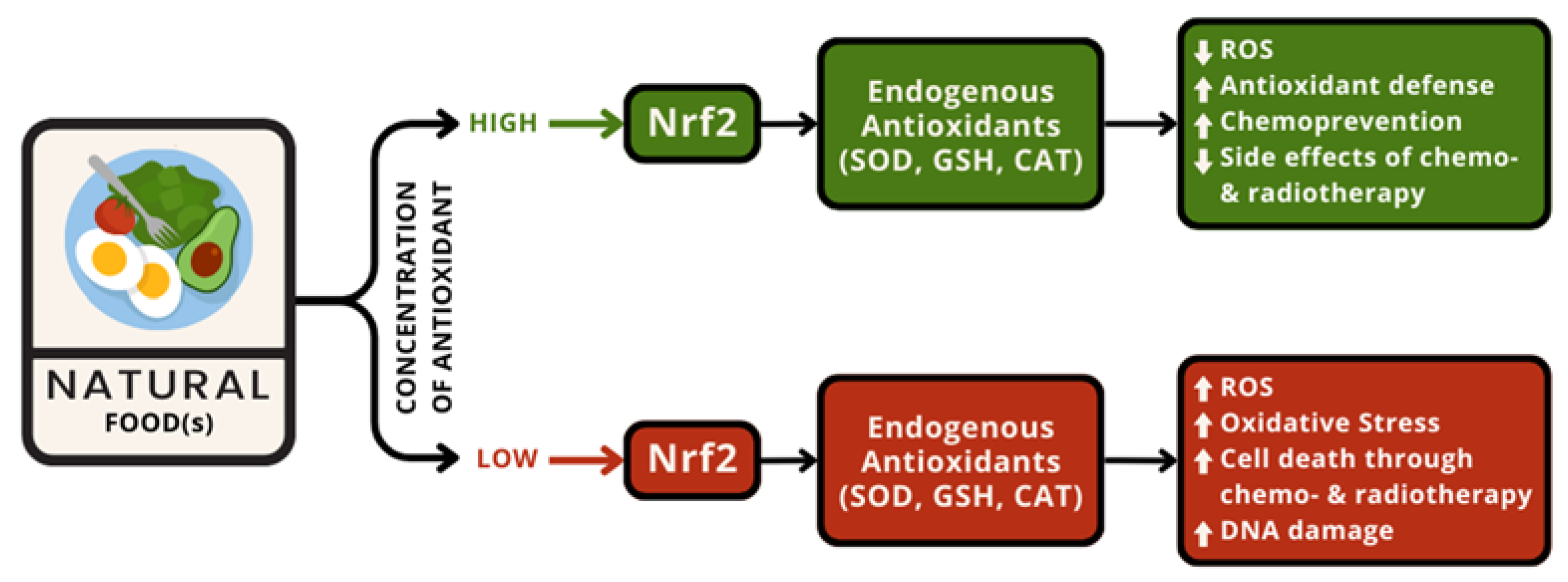Antioxidants 13 00207 g002