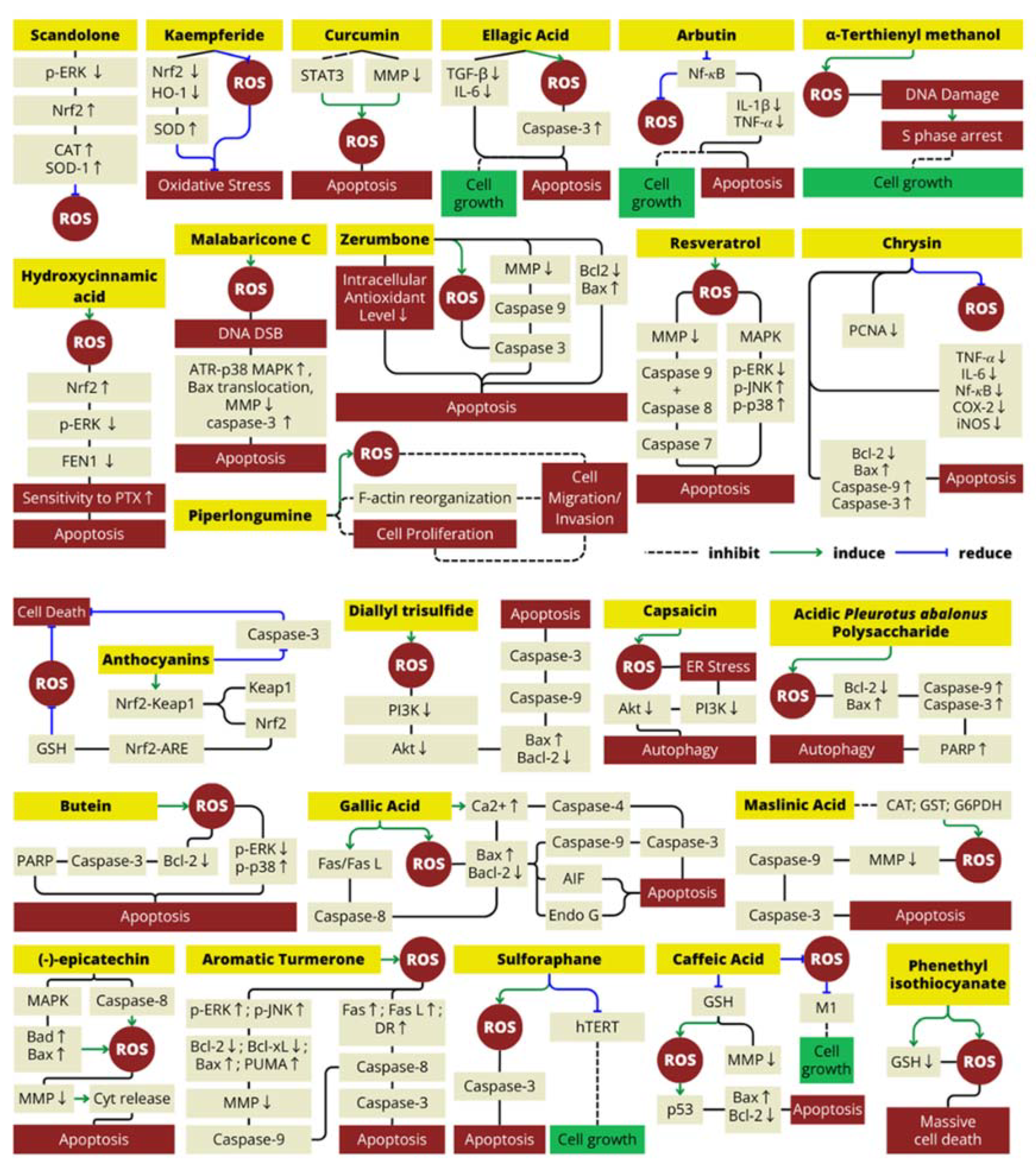 Antioxidants 13 00207 g003