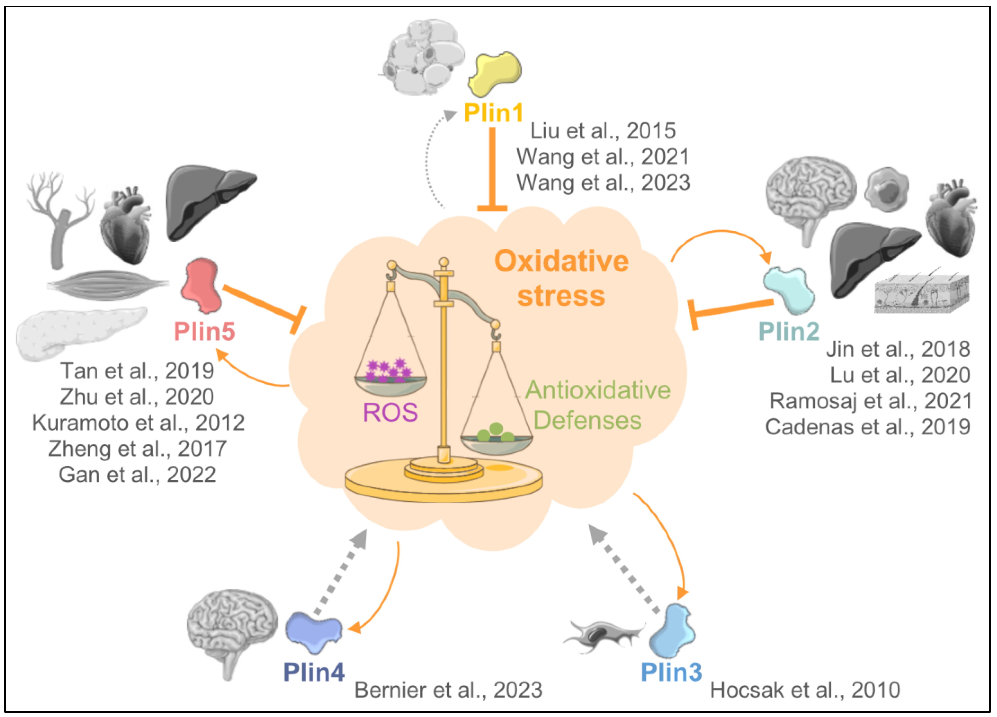 Antioxidants 13 00209 g001