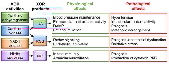 Antioxidants 13 00211 g001