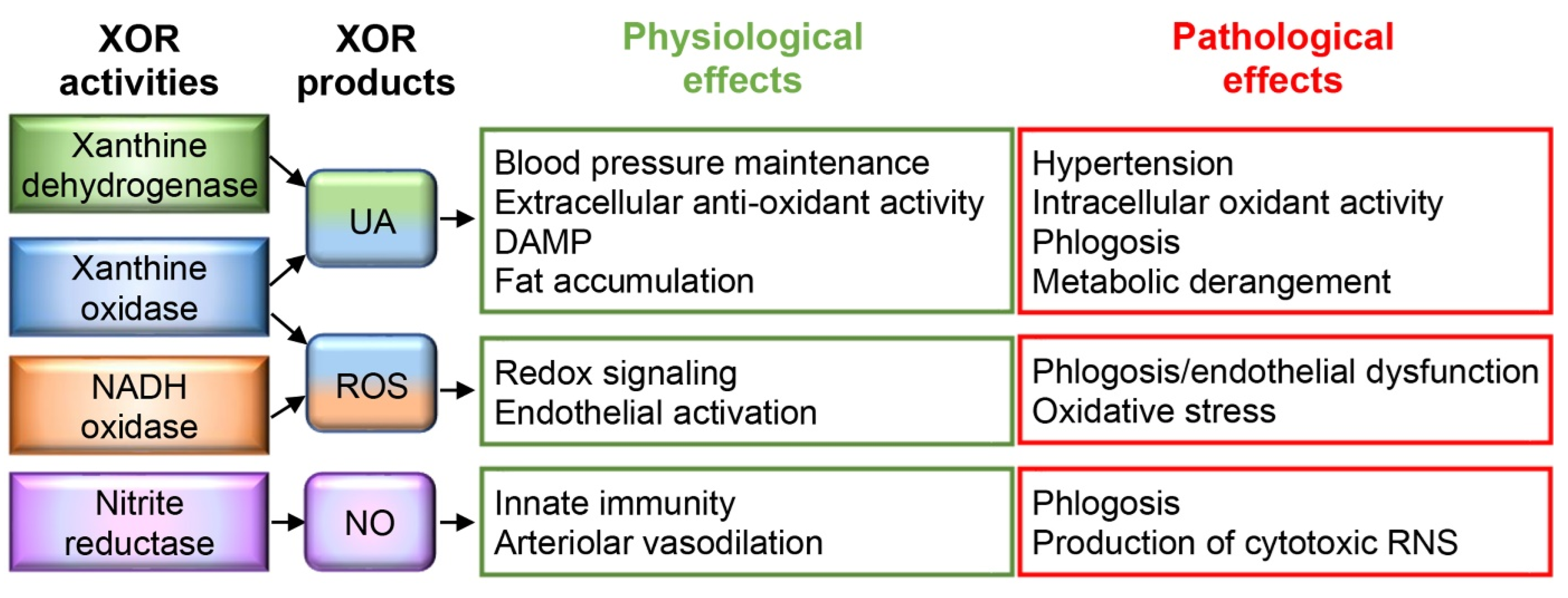 Antioxidants 13 00211 g001