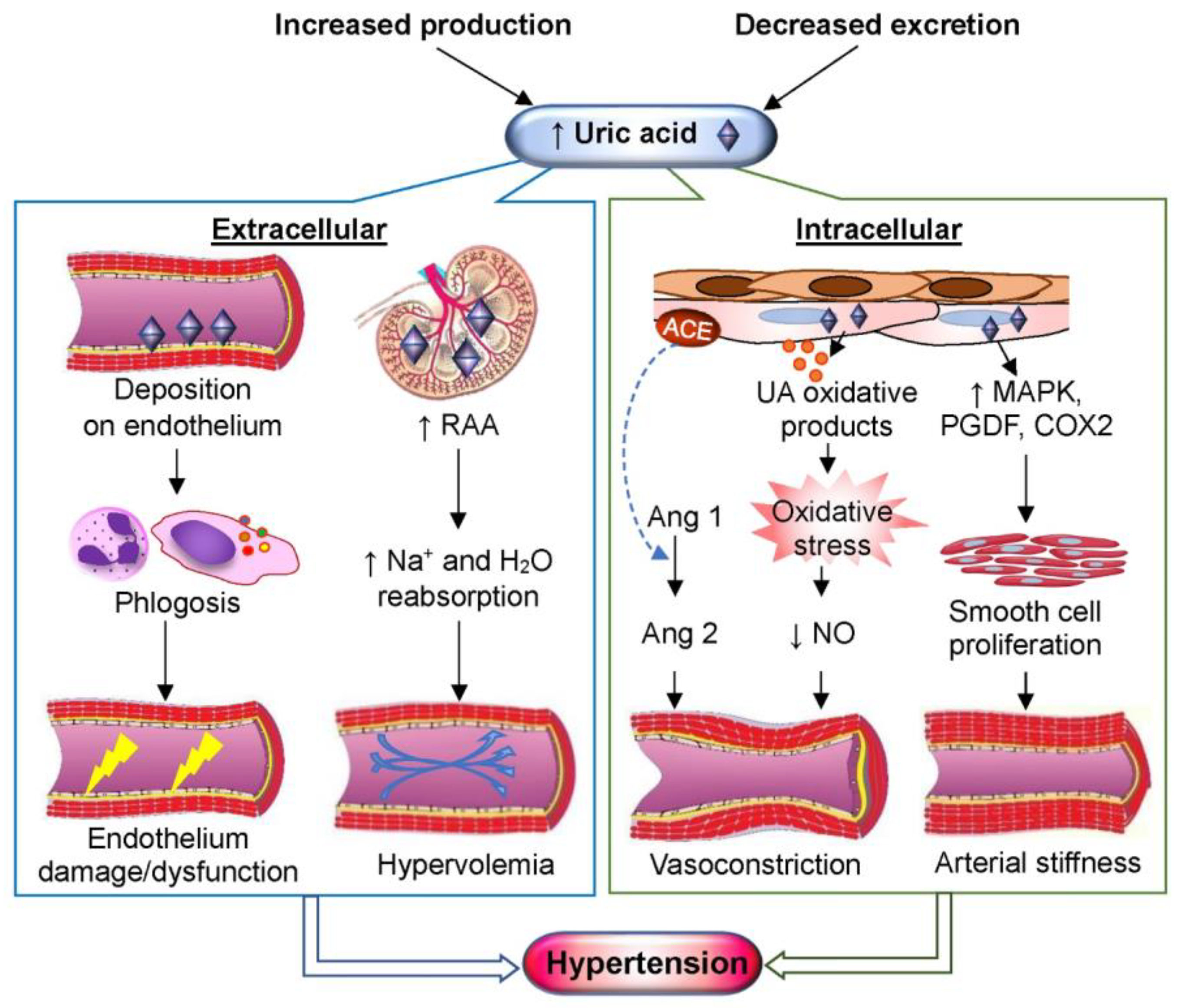 Antioxidants 13 00211 g002