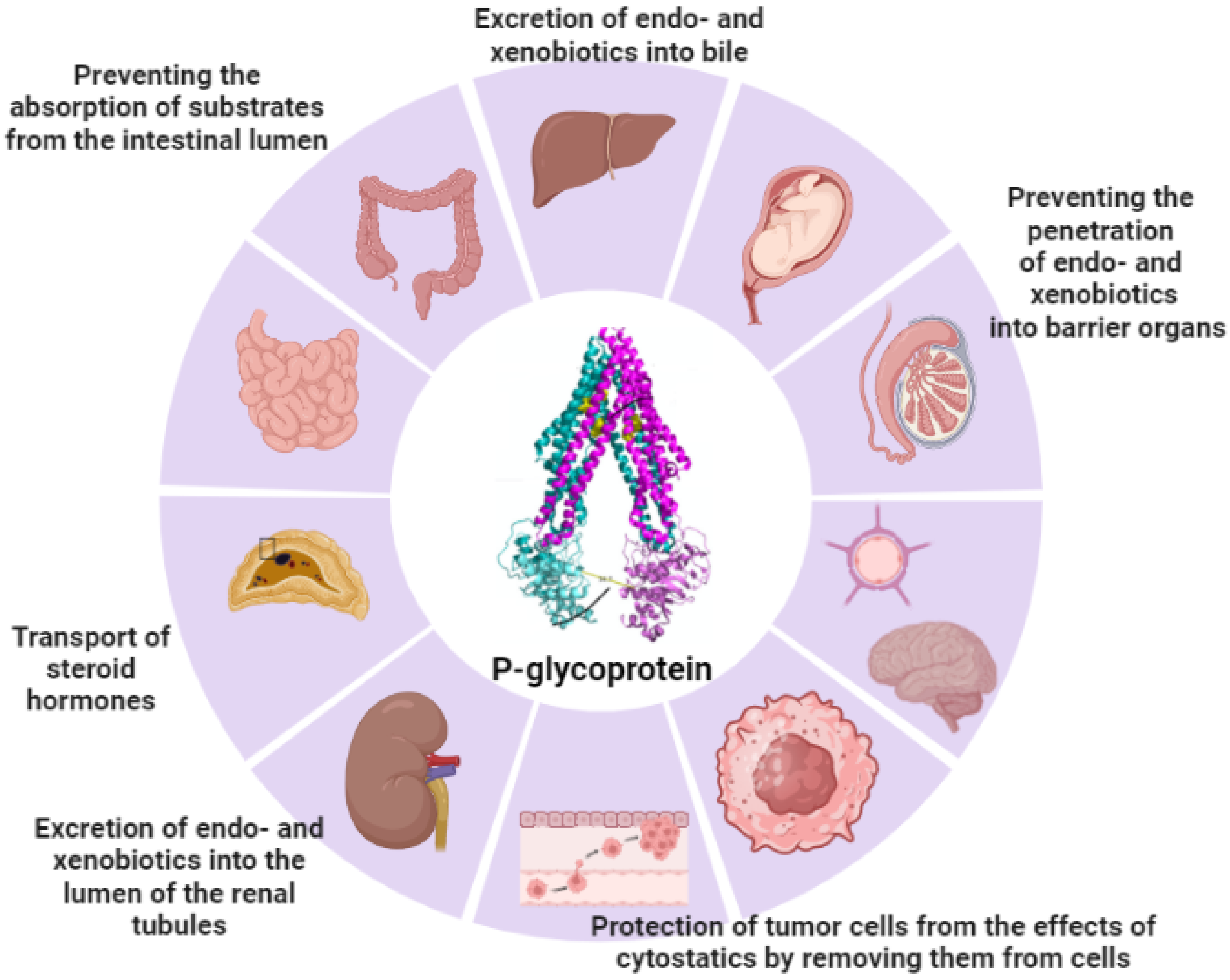 Antioxidants 13 00215 g001 Antioxidants 13 00215 g001