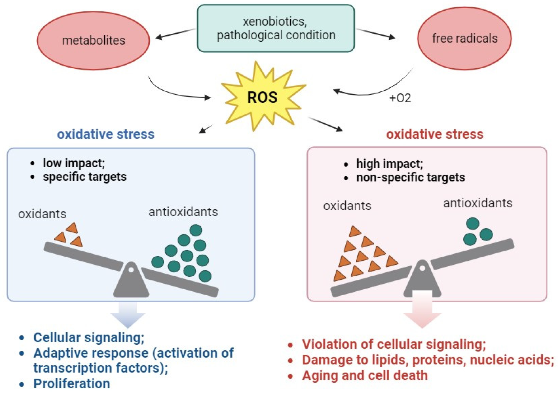 Antioxidants 13 00215 g003 Antioxidants 13 00215 g003