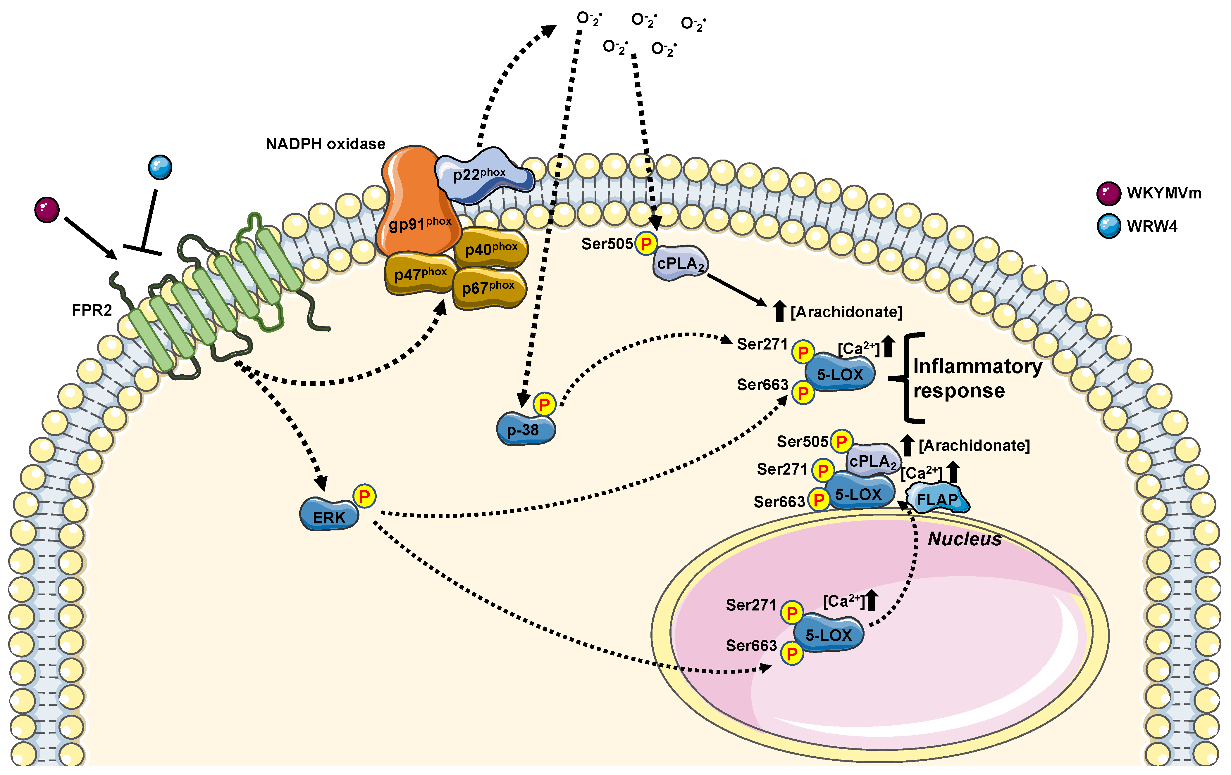 Antioxidants 13 00220 g005