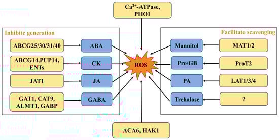 Antioxidants 13 00221 g002
