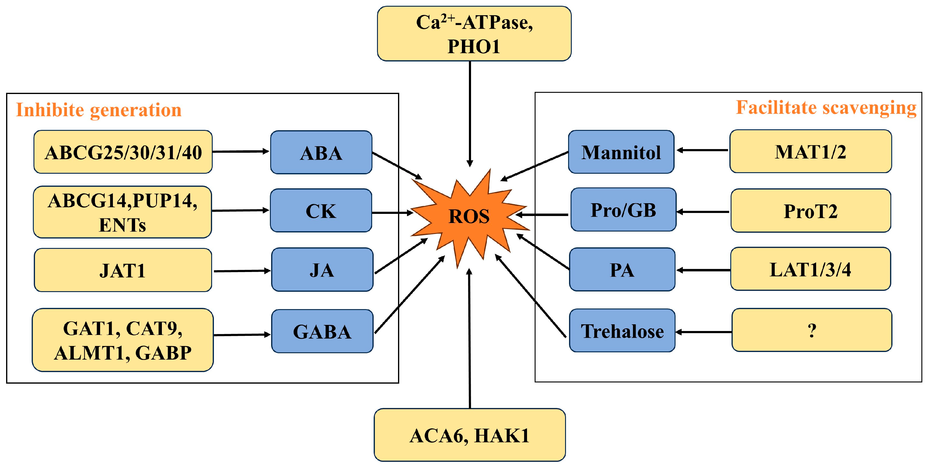 Antioxidants 13 00221 g002