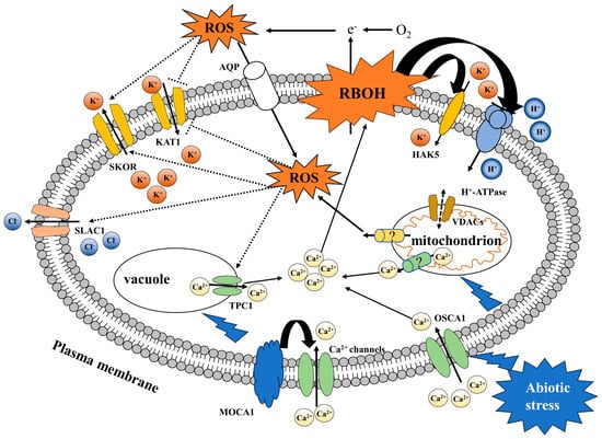 Antioxidants 13 00221 g003