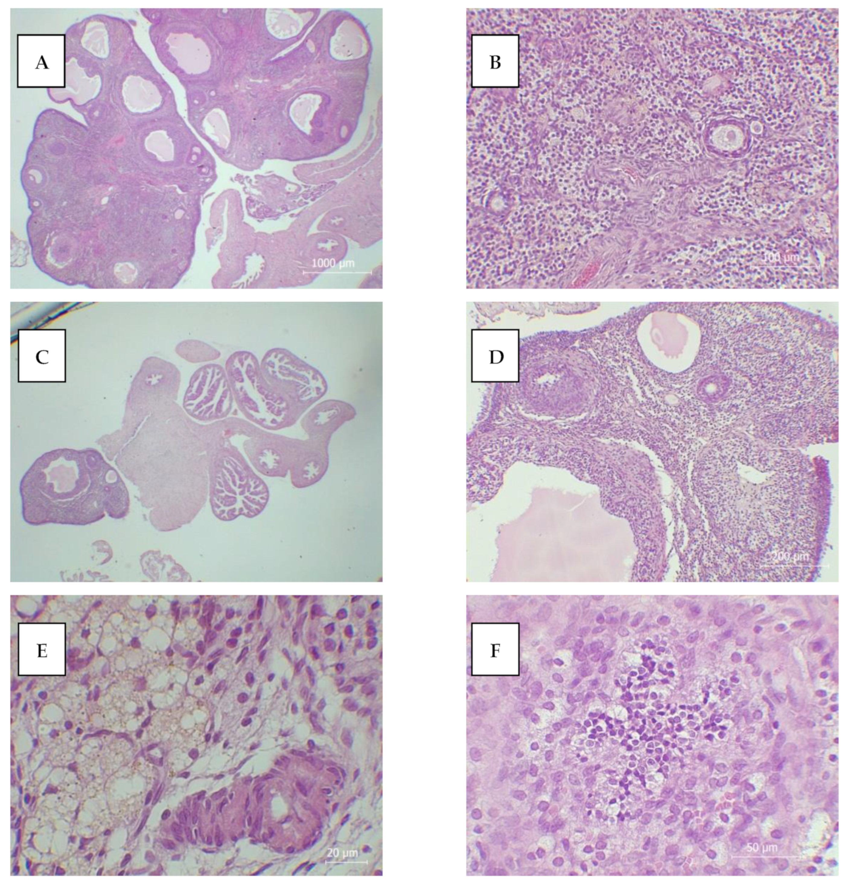 Antioxidants 13 00231 g002