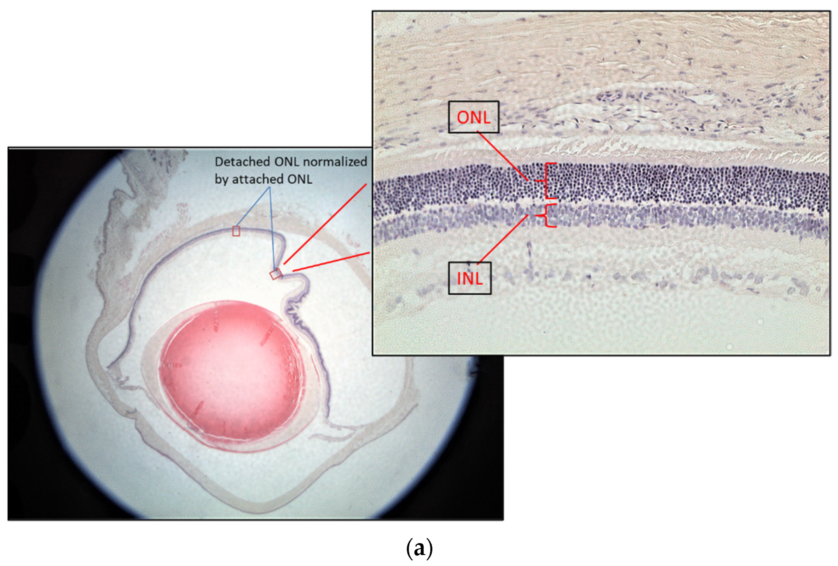 Antioxidants 13 00235 g003a