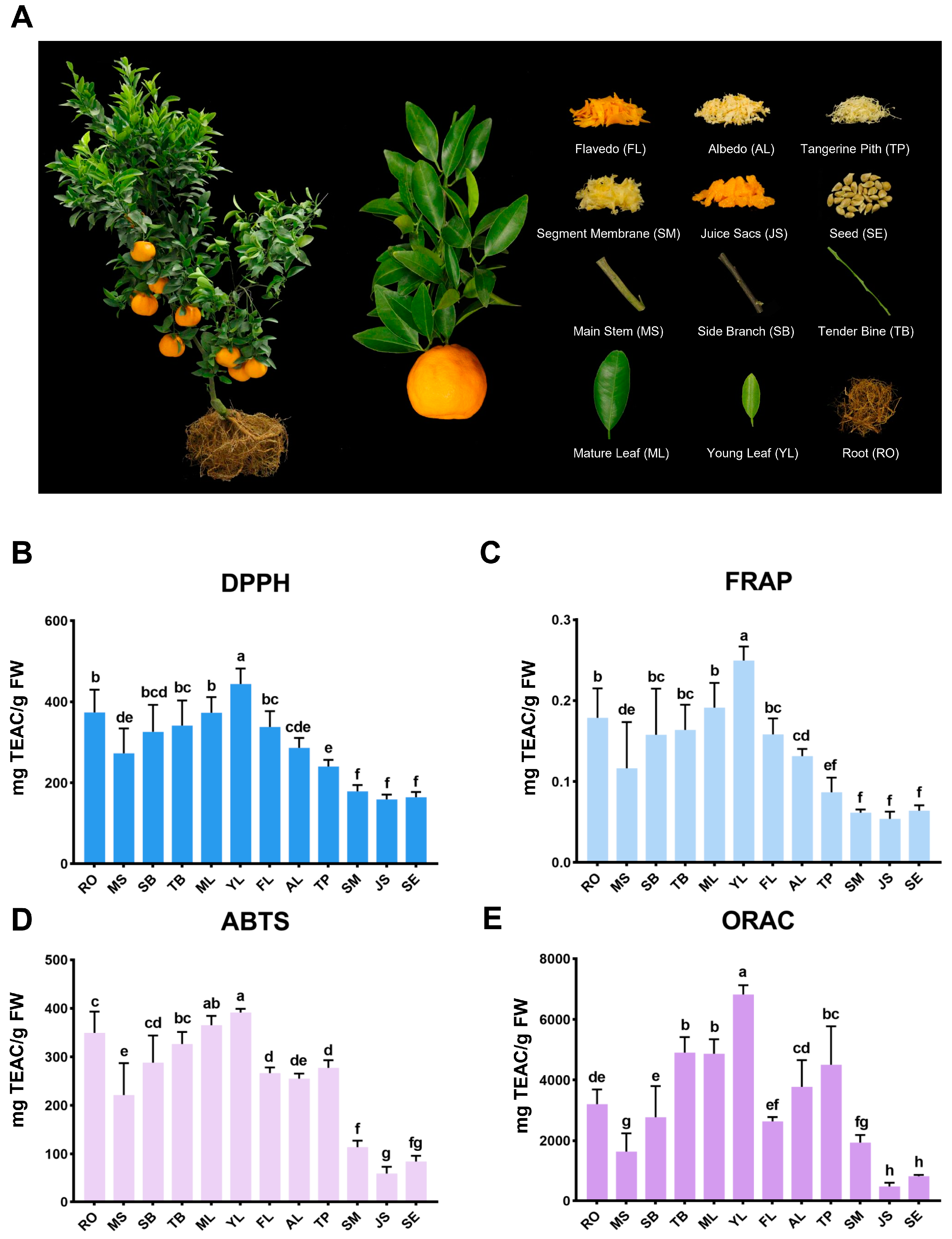 Antioxidants 13 00243 g001