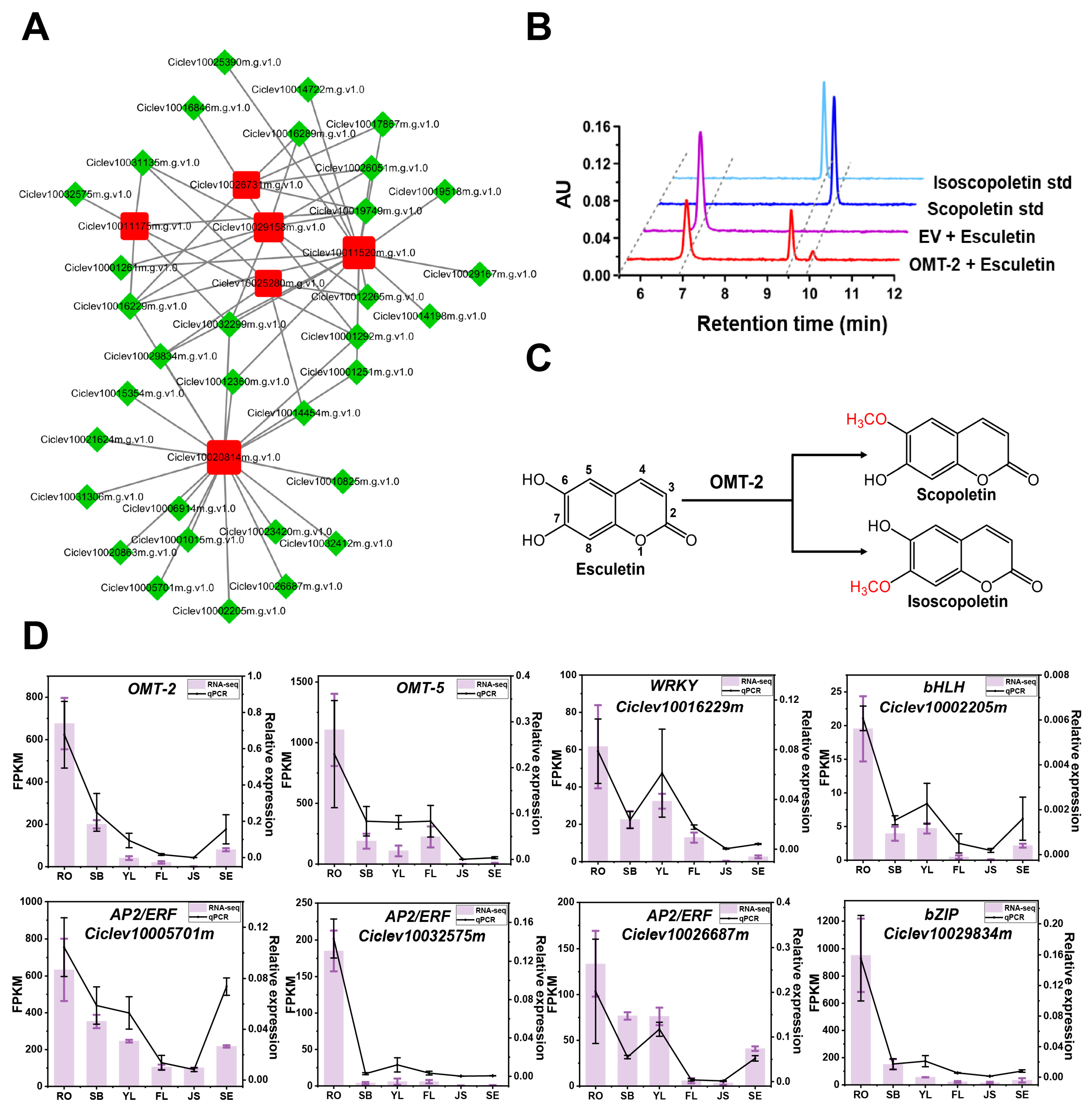 Antioxidants 13 00243 g005