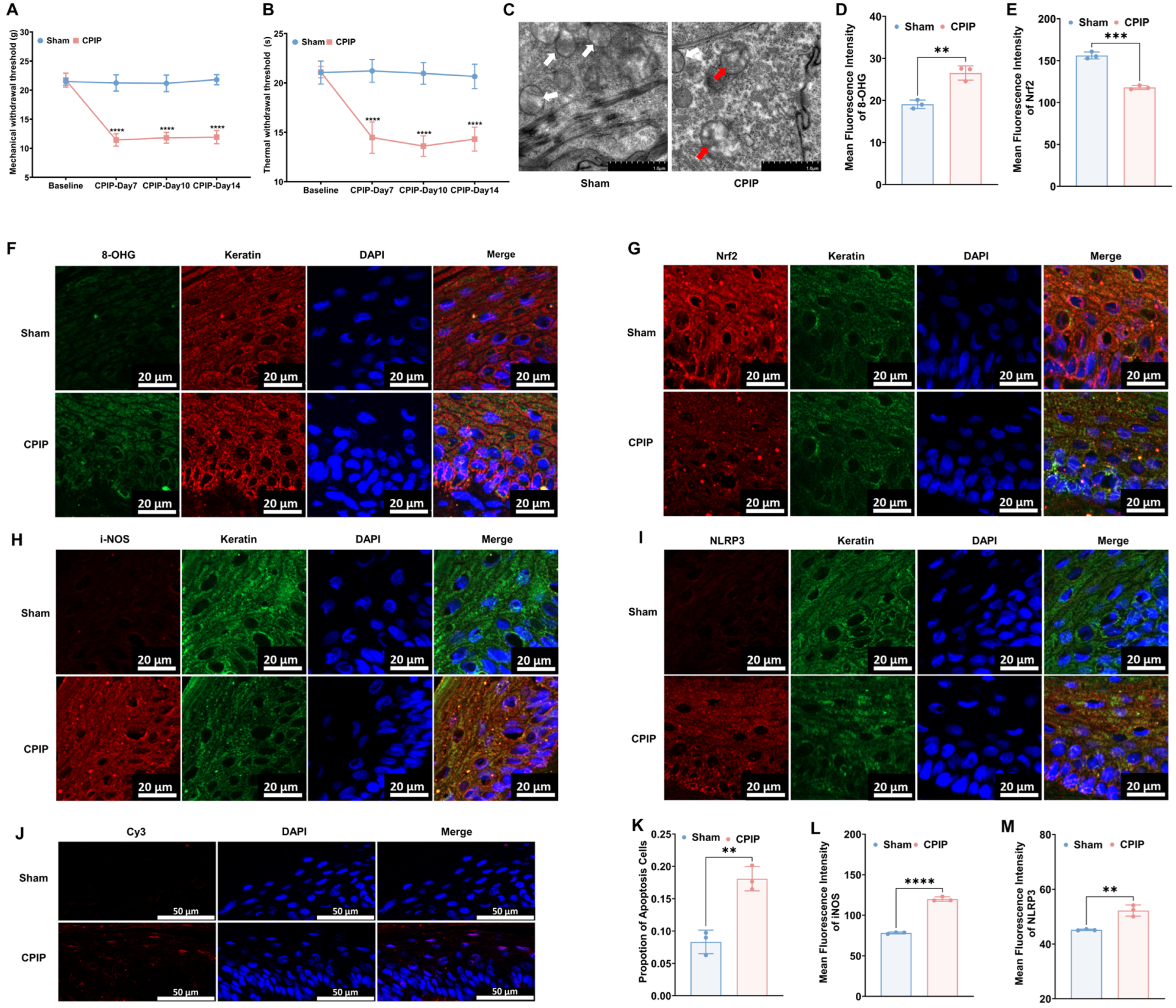 Antioxidants 13 00244 g001