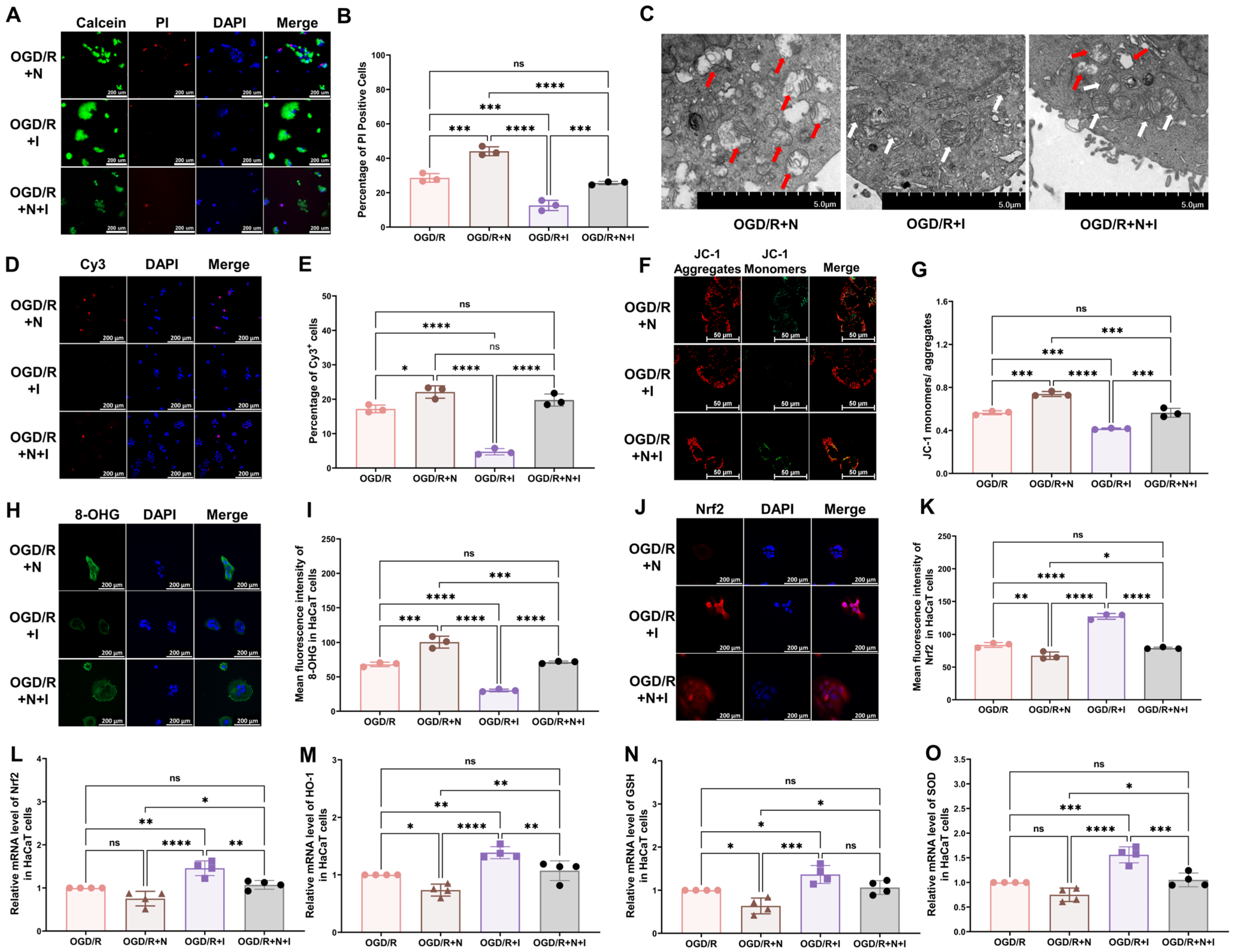 Antioxidants 13 00244 g004