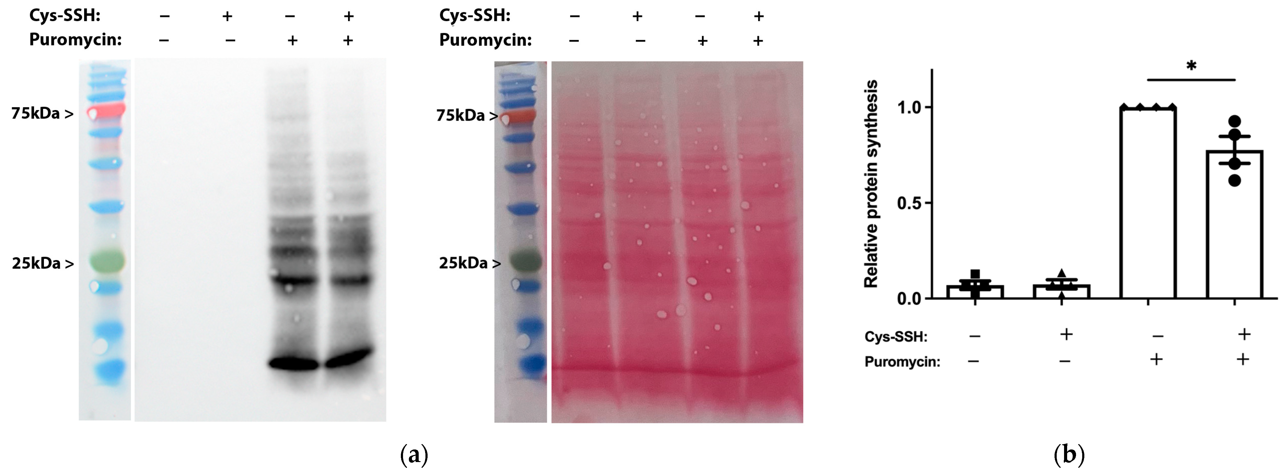 Antioxidants 13 00245 g003