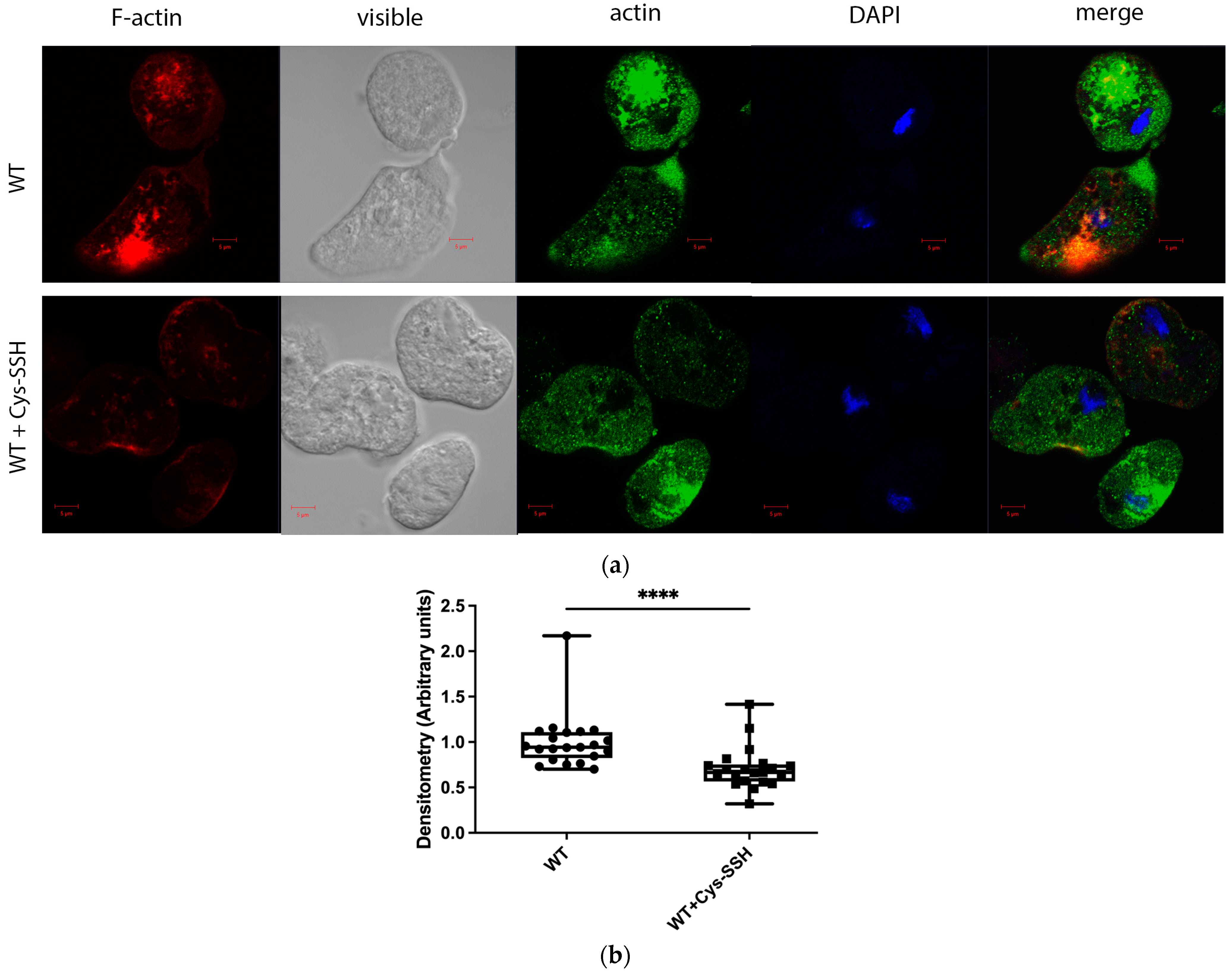 Antioxidants 13 00245 g004