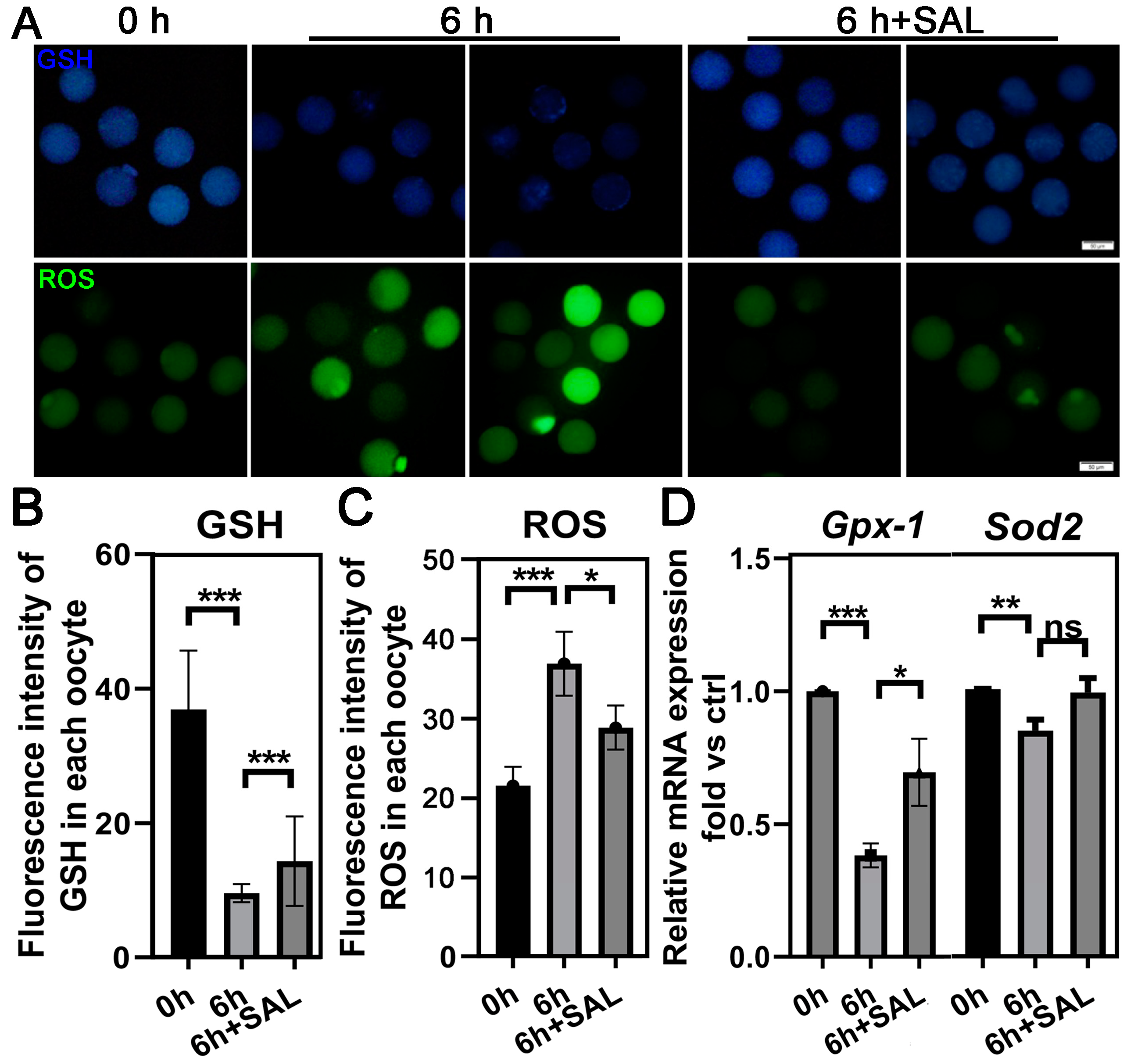 Antioxidants 13 00248 g003